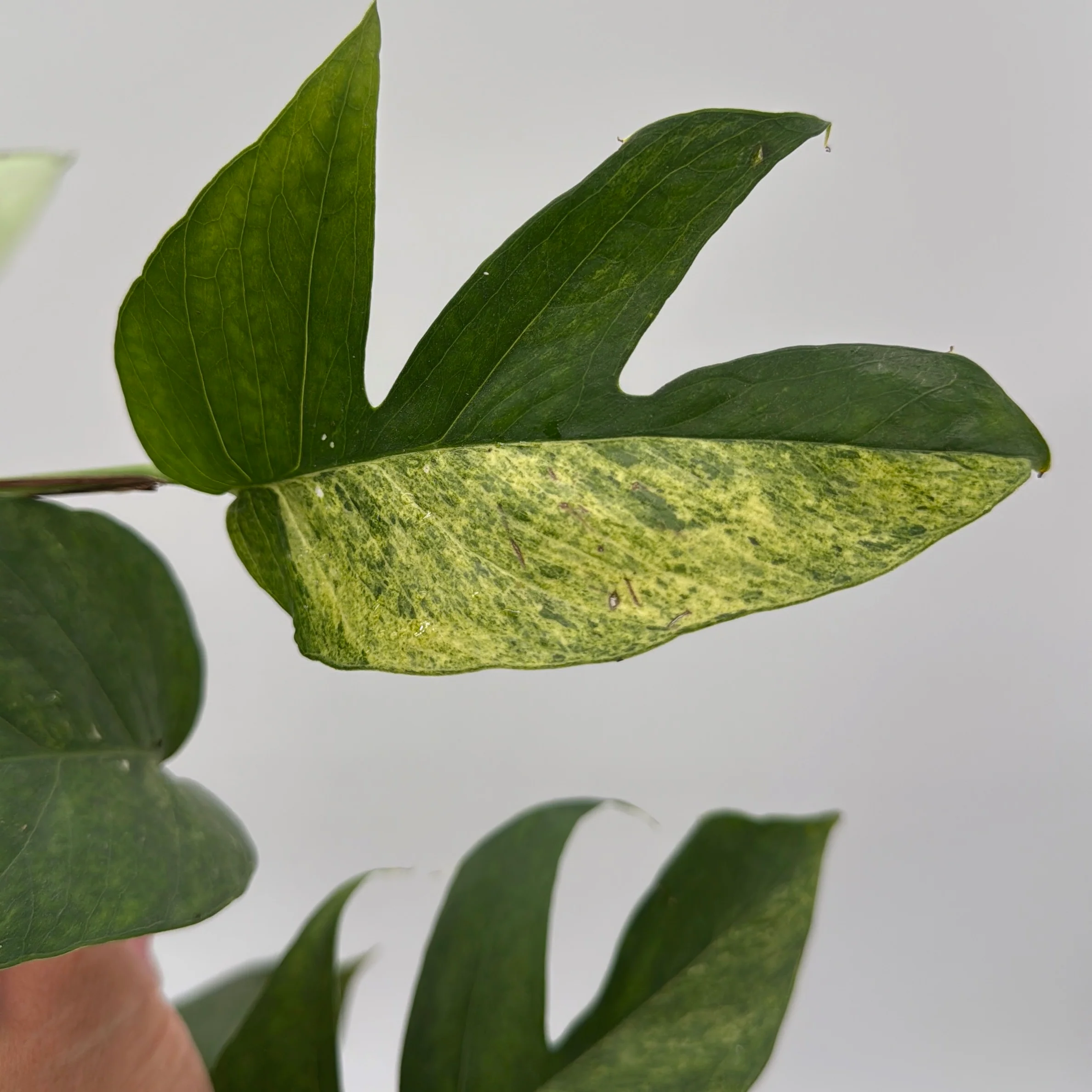 Pothos Jungle Mint - Image 2