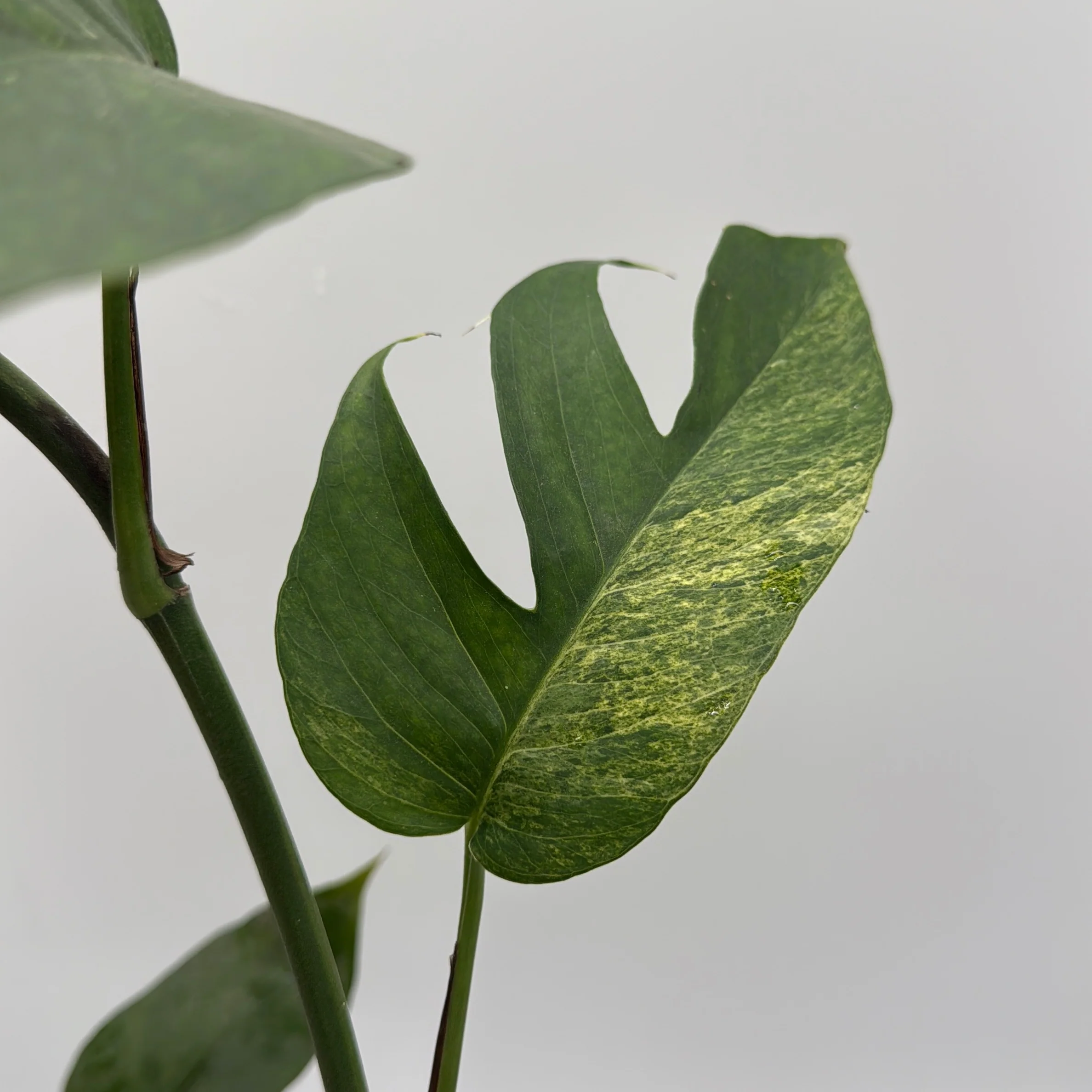 Pothos Jungle Mint - Image 3