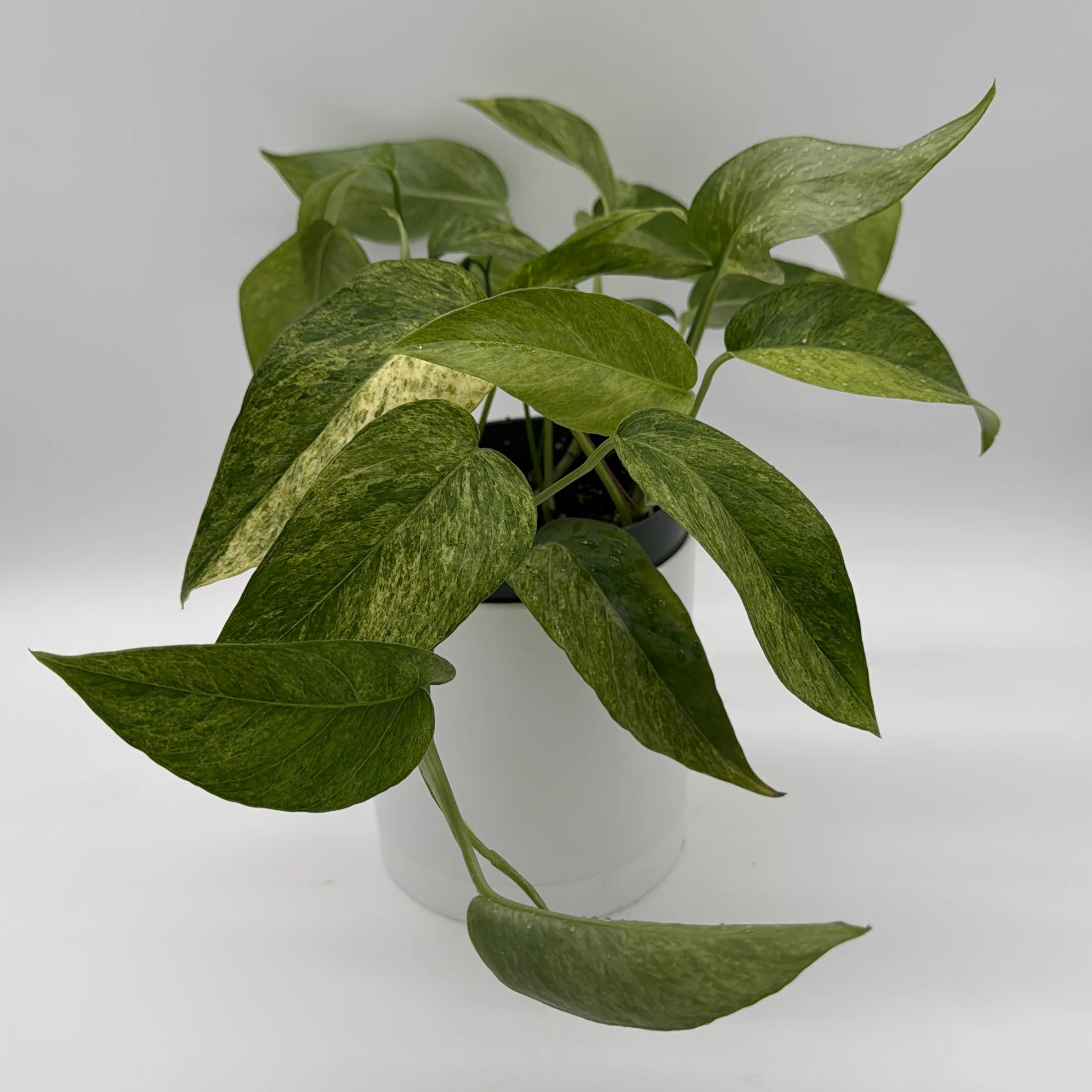 Pothos Jungle Mint - Image 4
