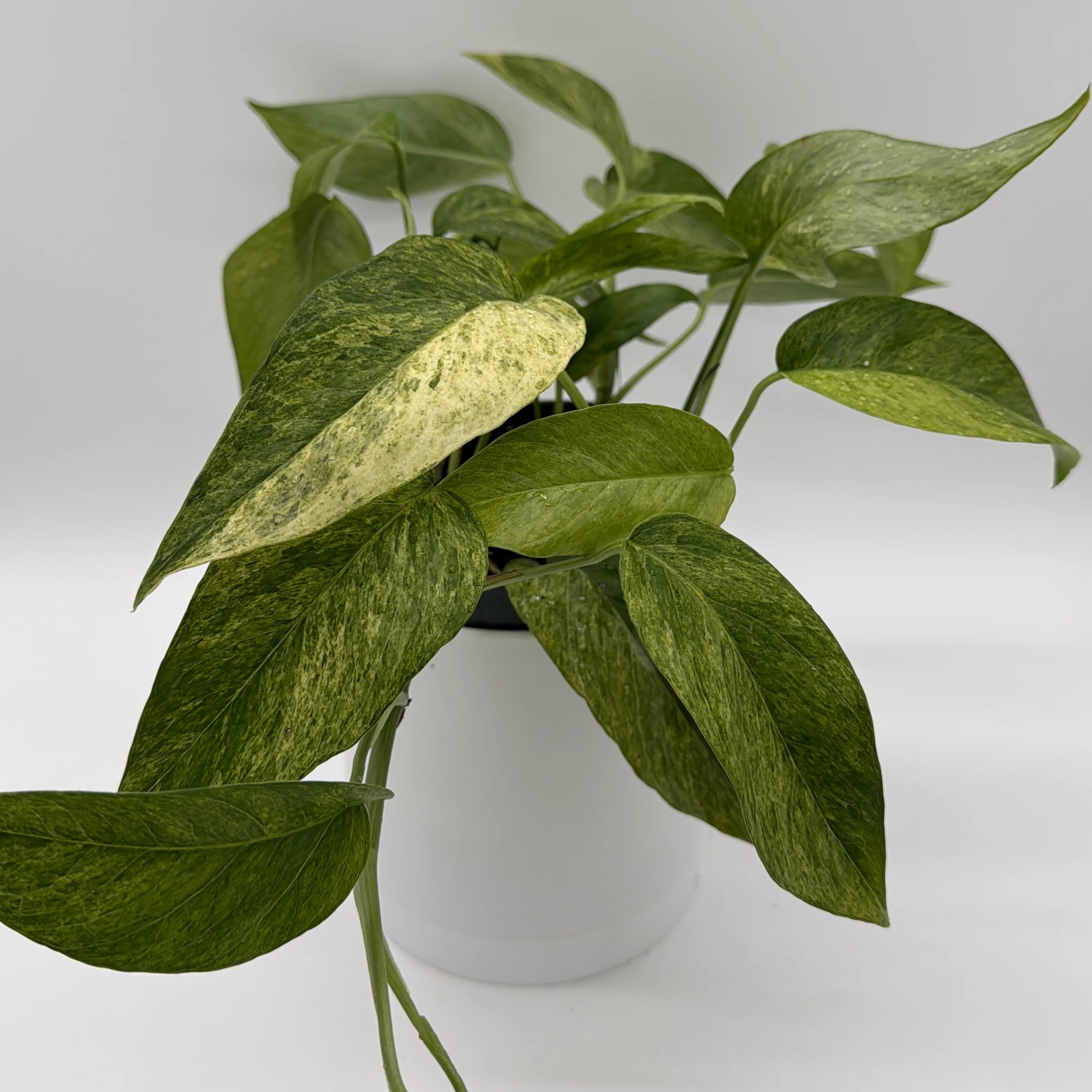 Pothos Jungle Mint - Image 5