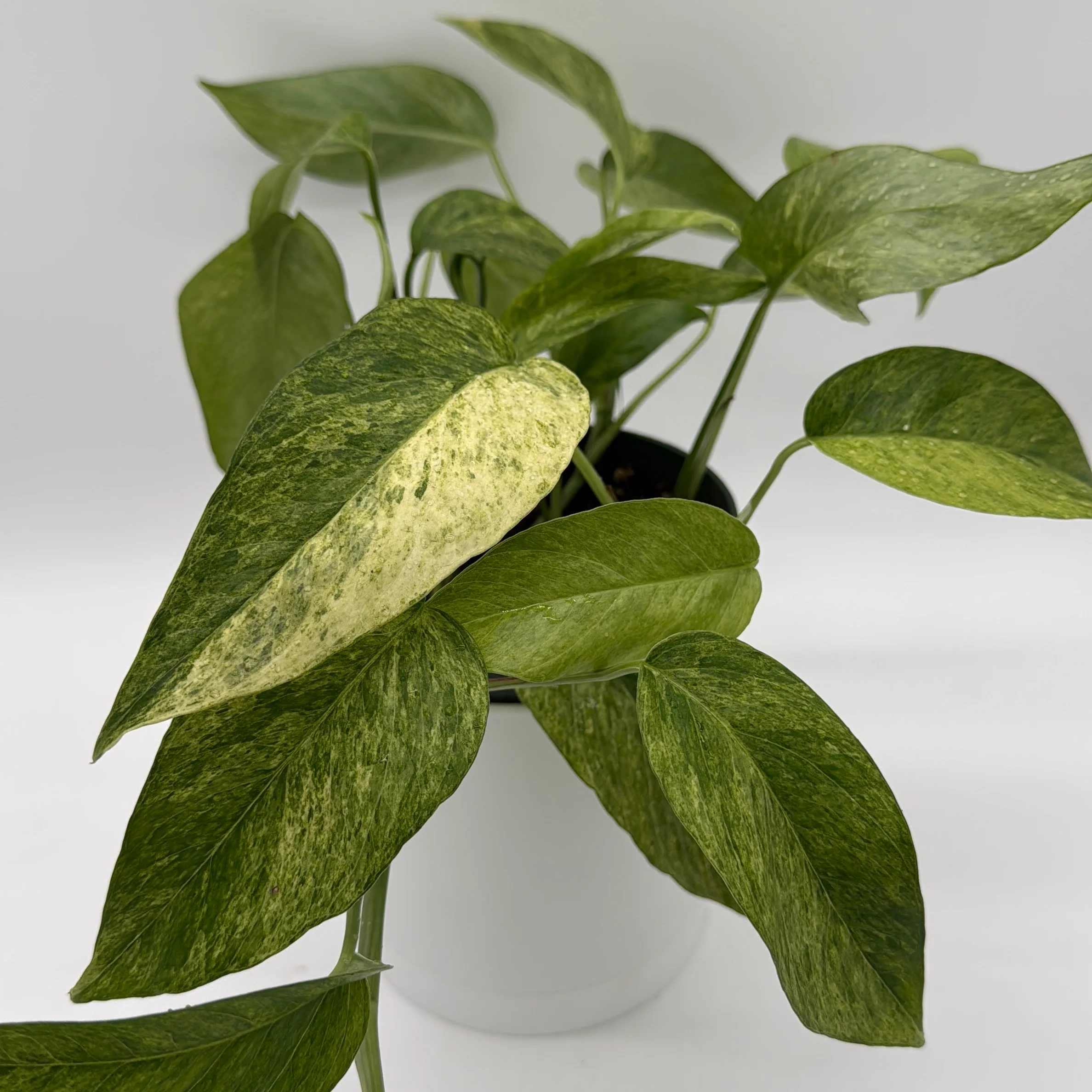 Pothos Jungle Mint - Image 6