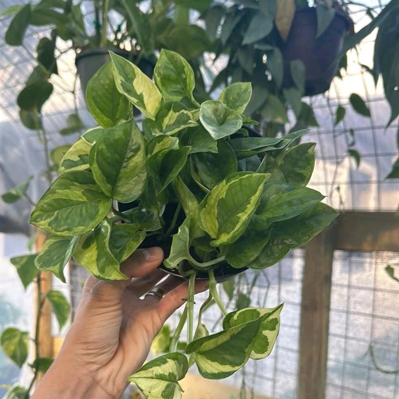 Pothos Lemon Meringue - Image 2