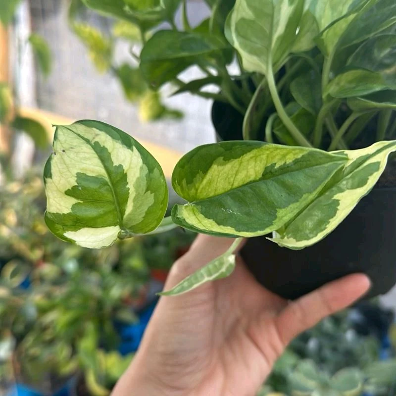 Pothos Lemon Meringue - Image 3