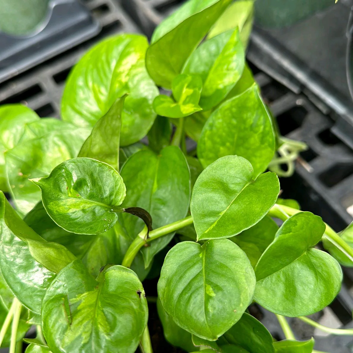 Pothos Lemon Meringue - Image 4