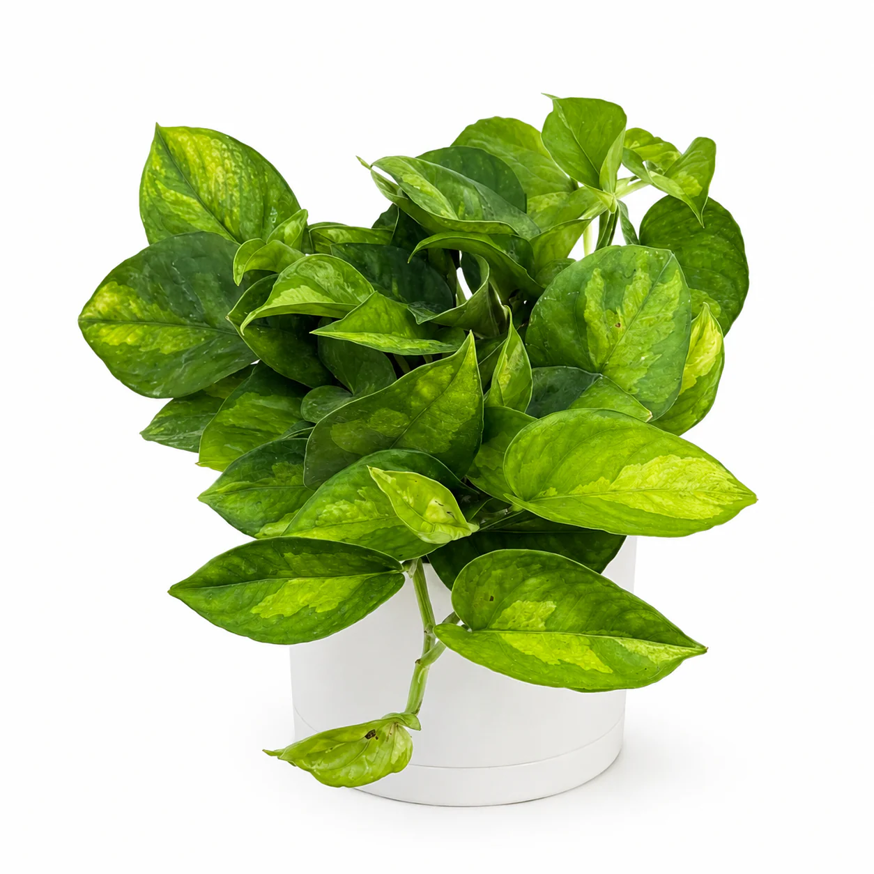 Pothos Lizard Queen - Image 2