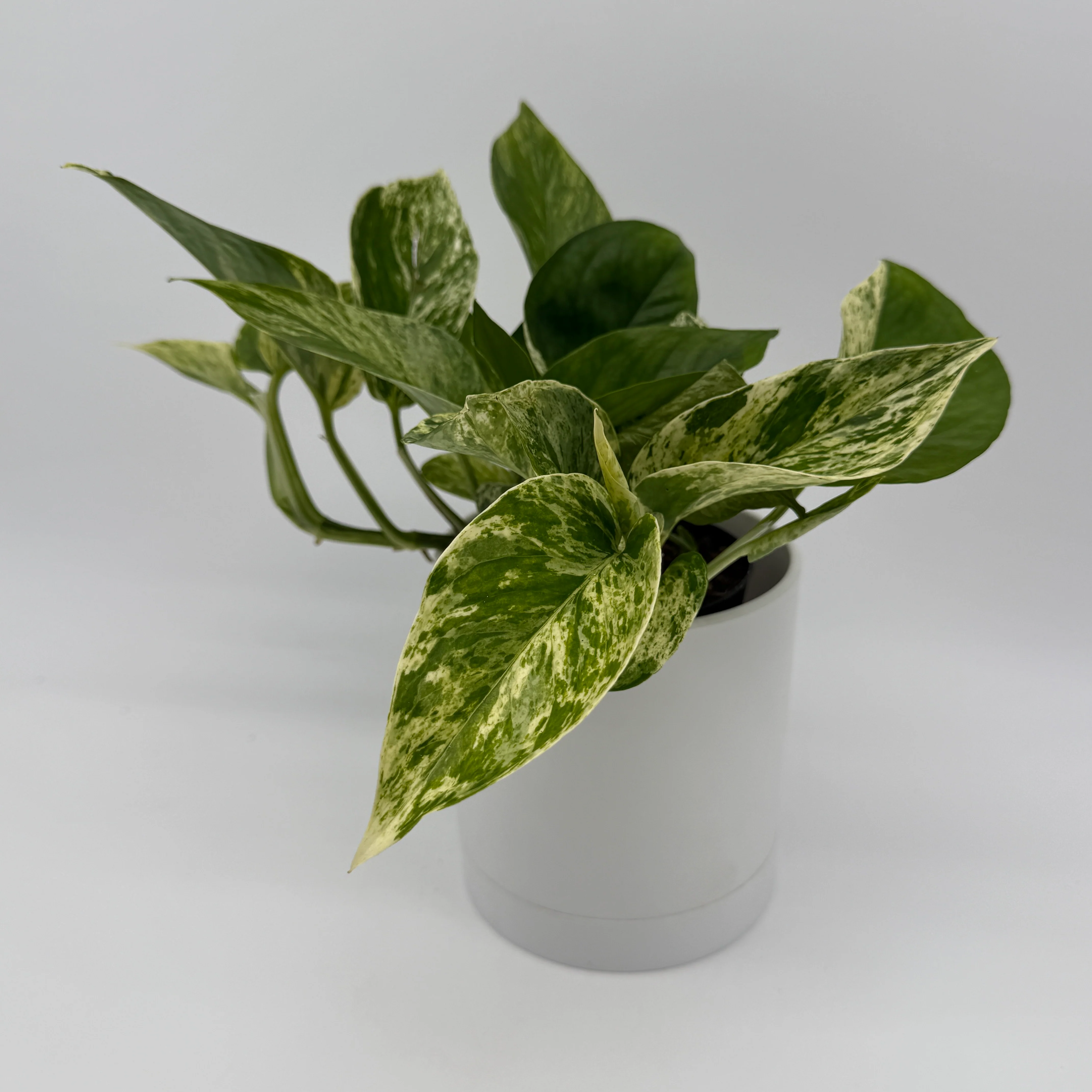Pothos Mystery Bundle Box - 3 Pothos Plants - Image 2