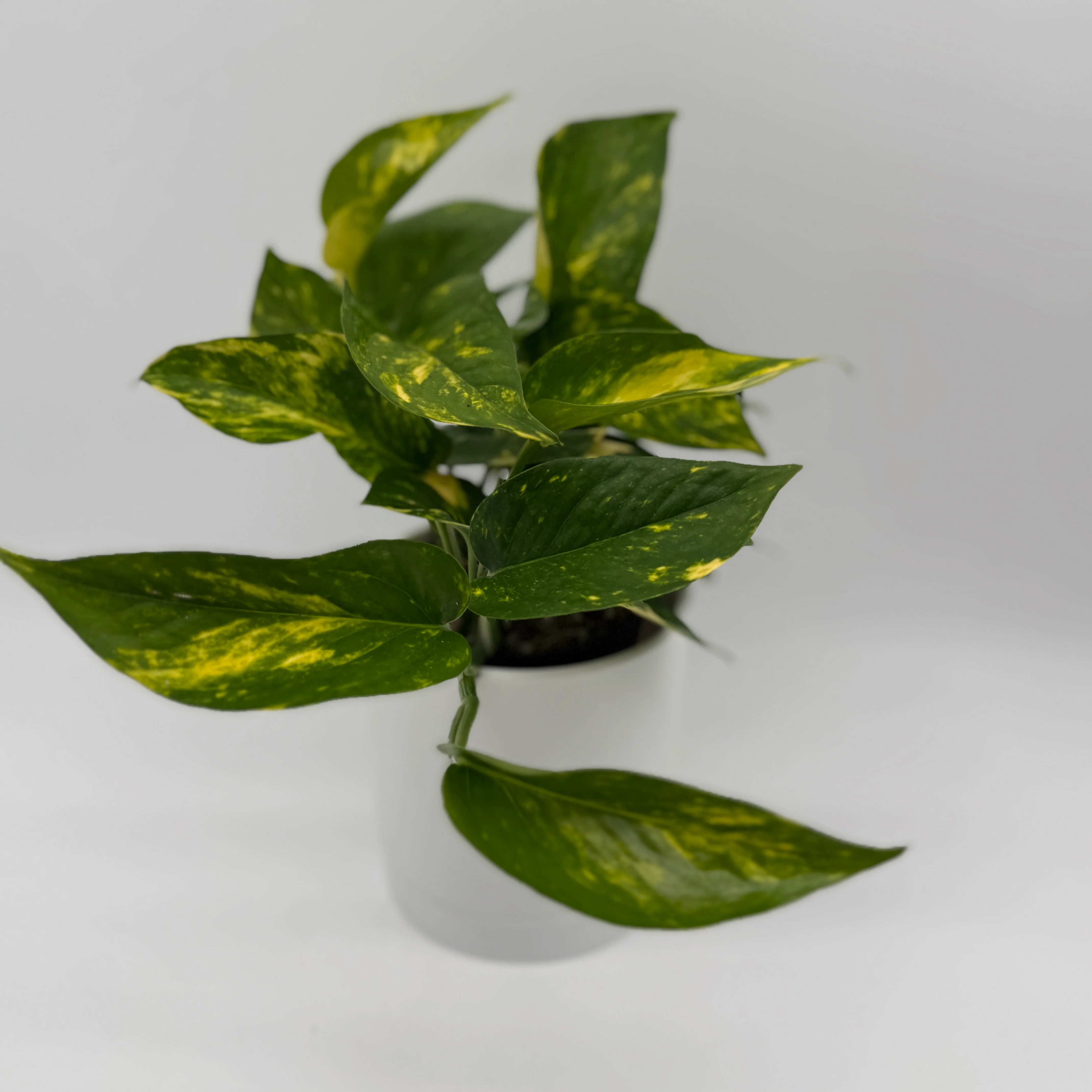 Pothos Mystery Bundle Box - 3 Pothos Plants - Image 3