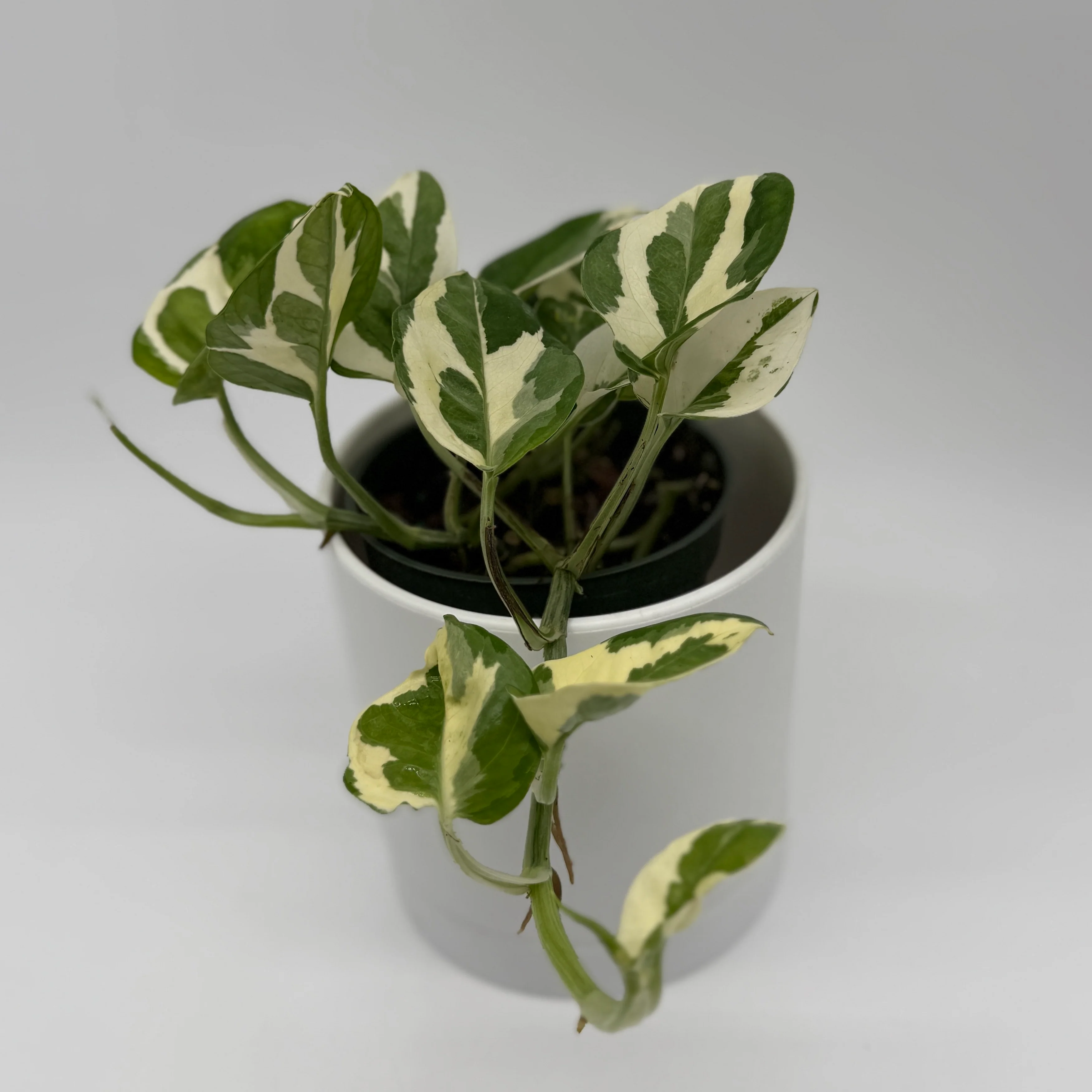 Pothos Mystery Bundle Box - 3 Pothos Plants - Image 4