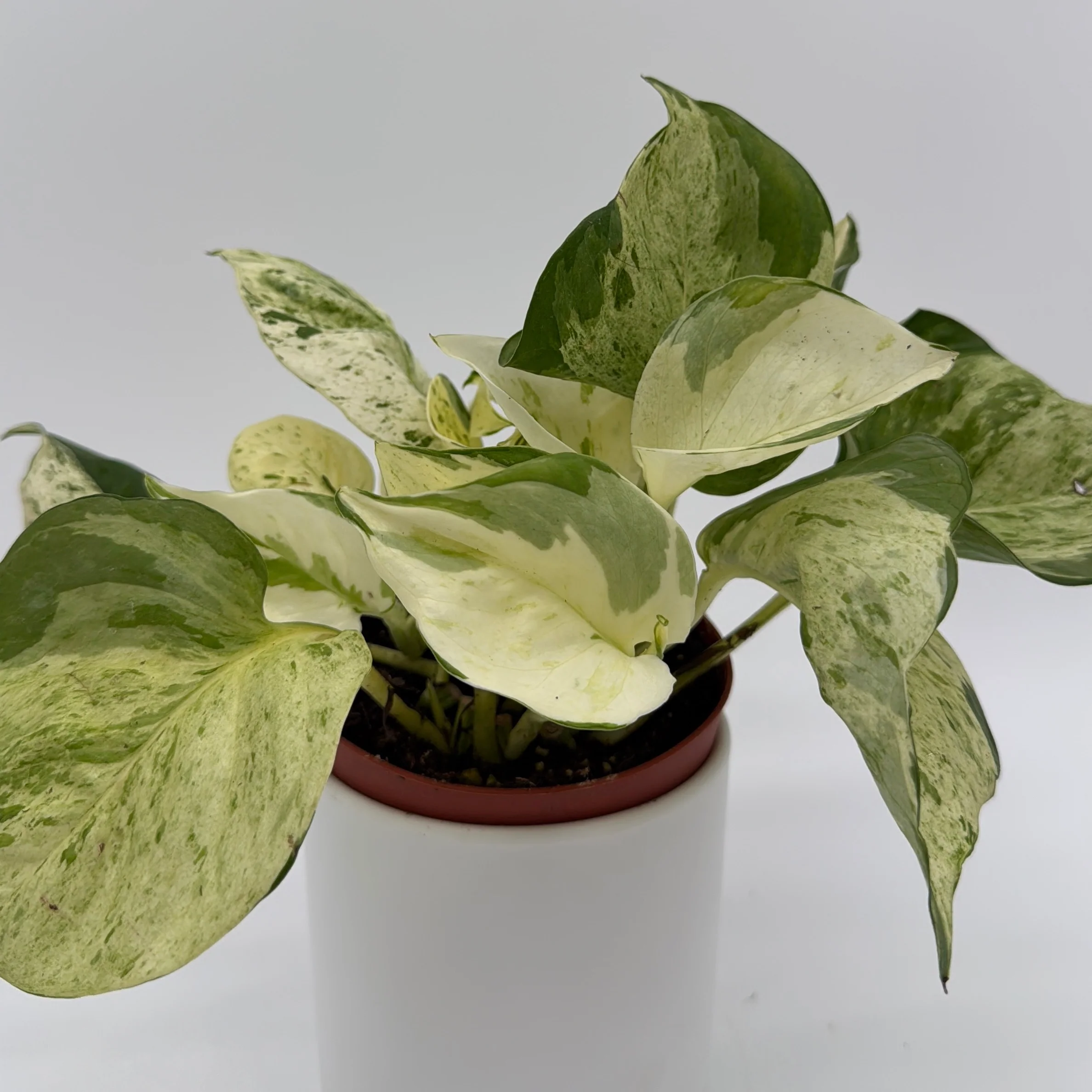 Pothos Manjula - Image 3