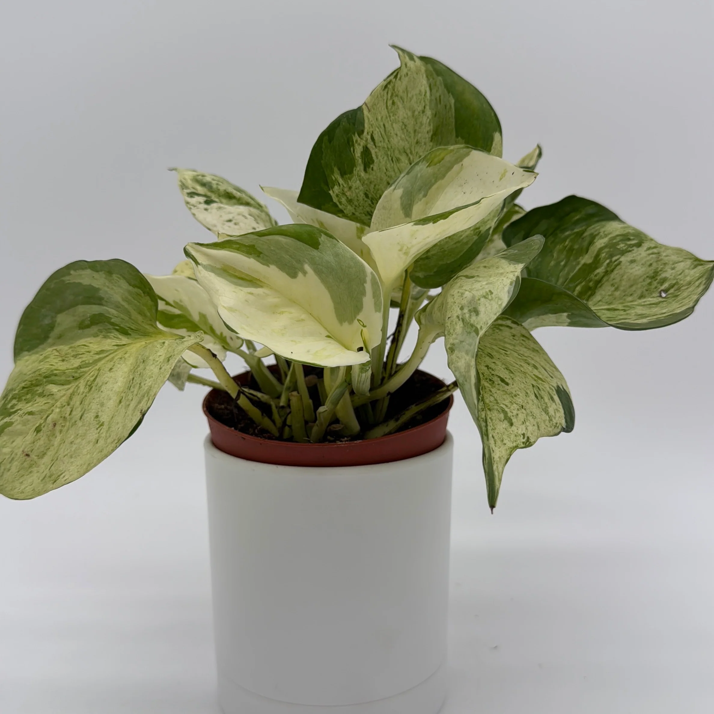 Pothos Manjula - Image 4