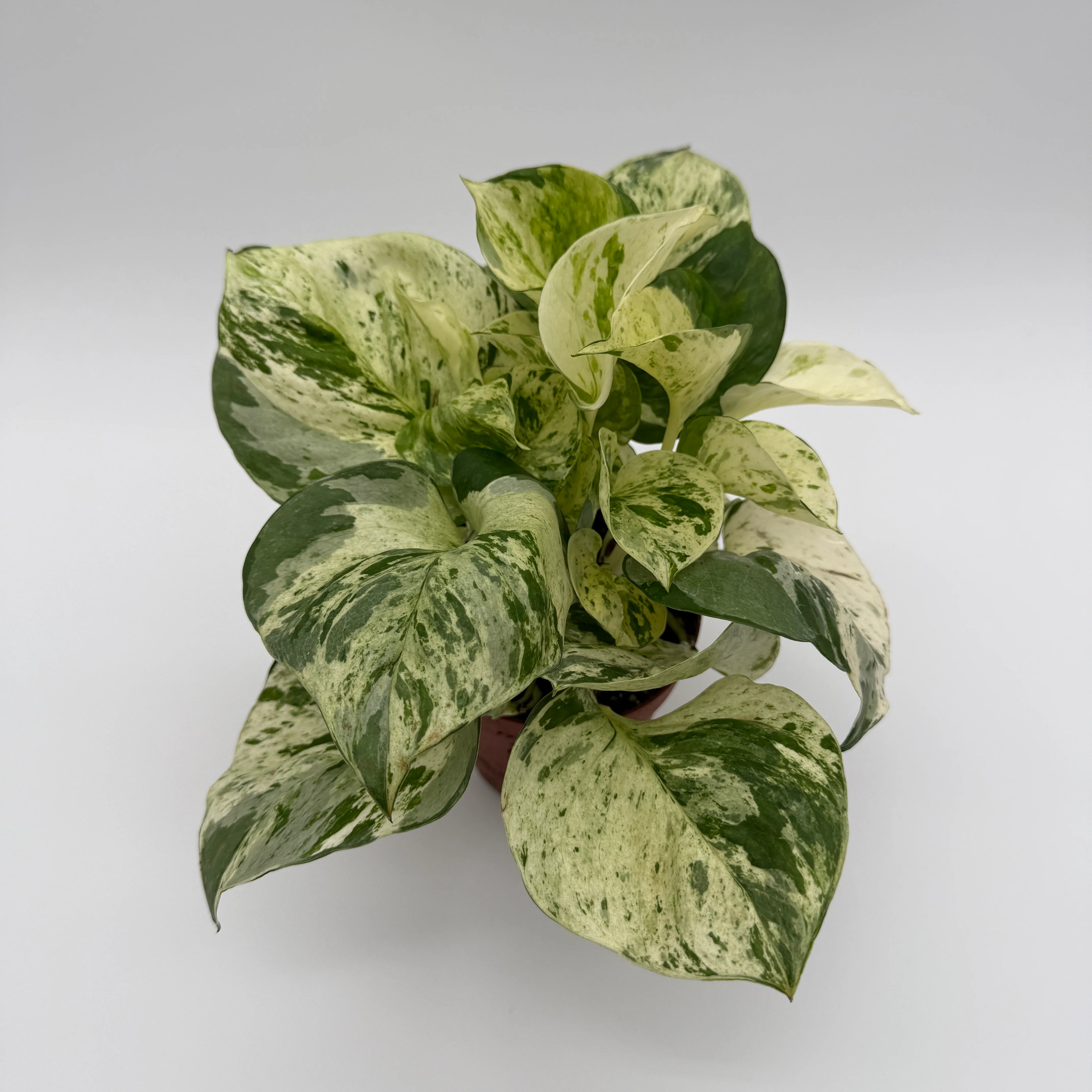 Pothos Manjula - Image 5