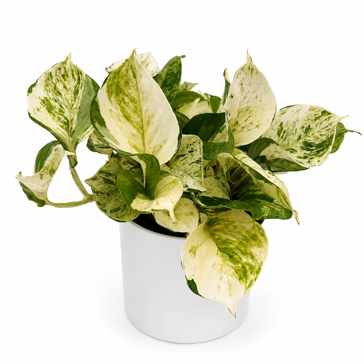 Pothos Manjula - Image 6