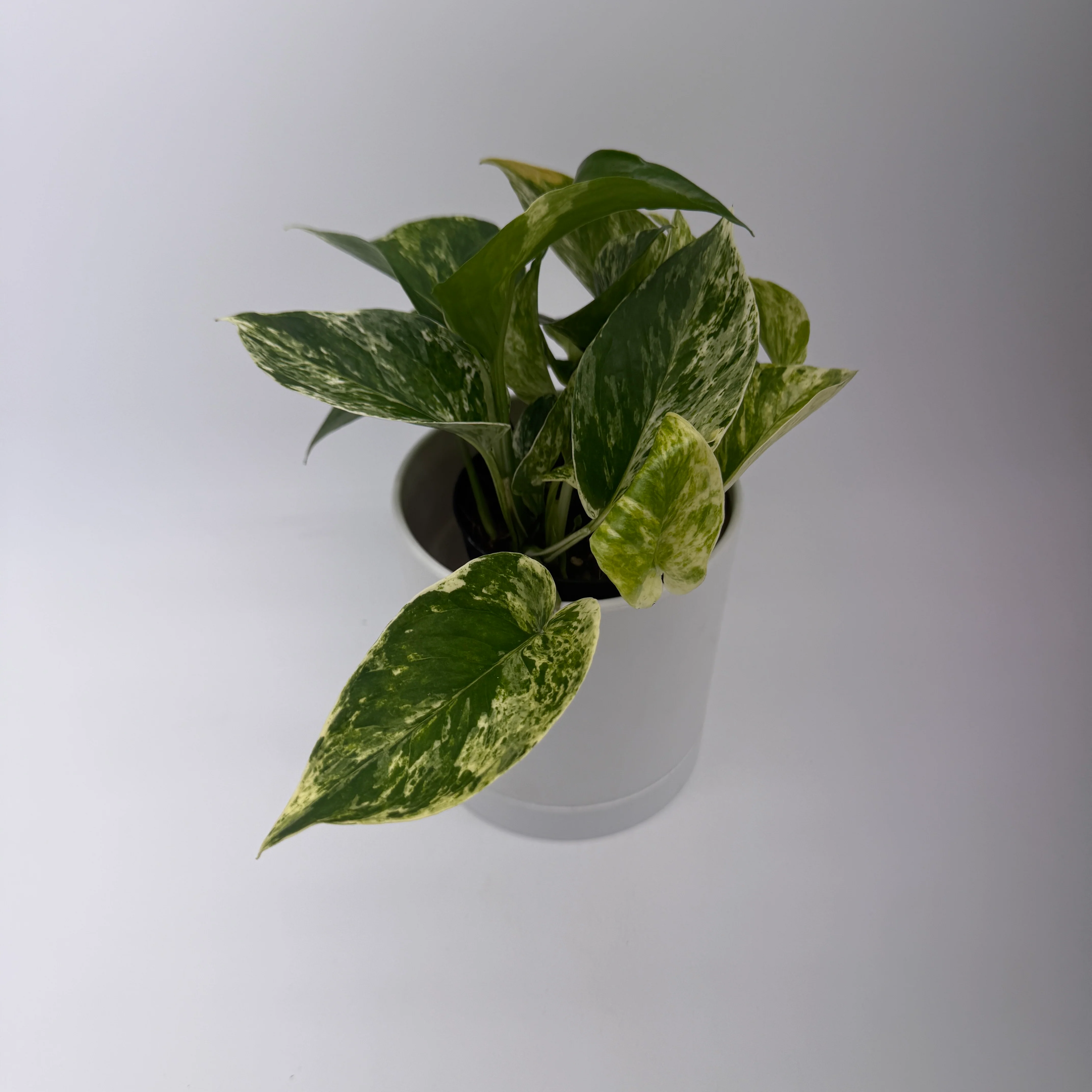Pothos Marble Queen - Image 10