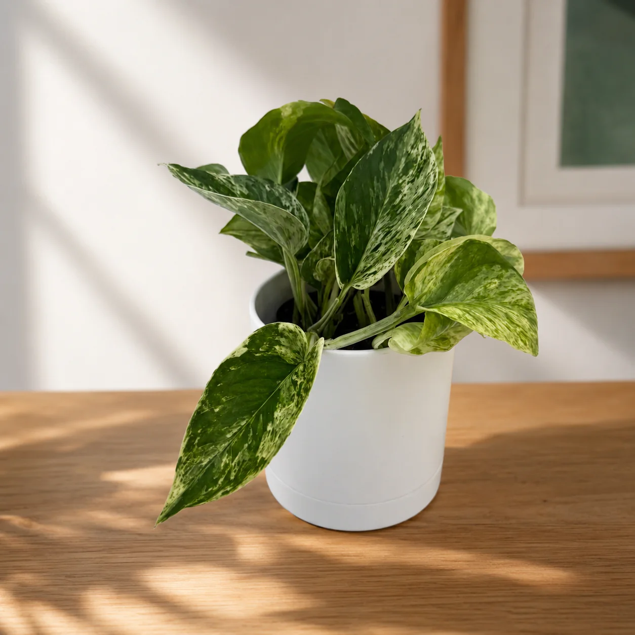 Pothos Marble Queen - Image 12