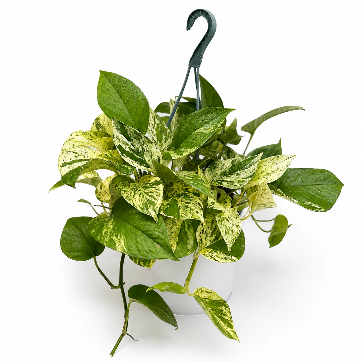 Pothos Marble Queen - Image 14