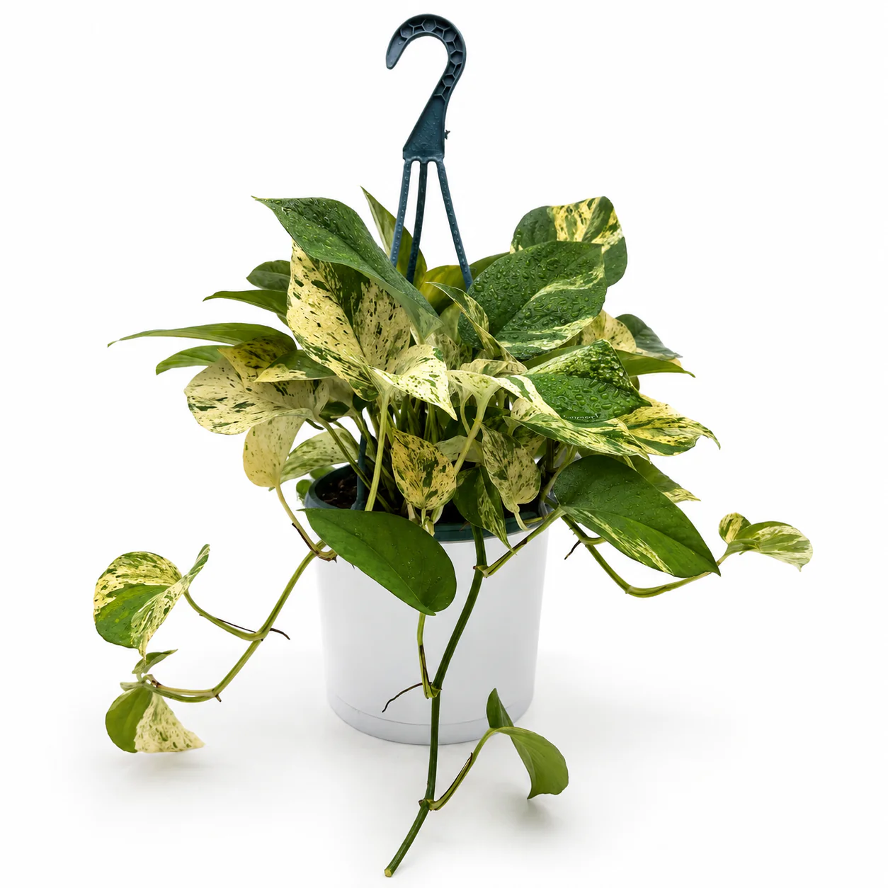 Pothos Marble Queen - Image 3