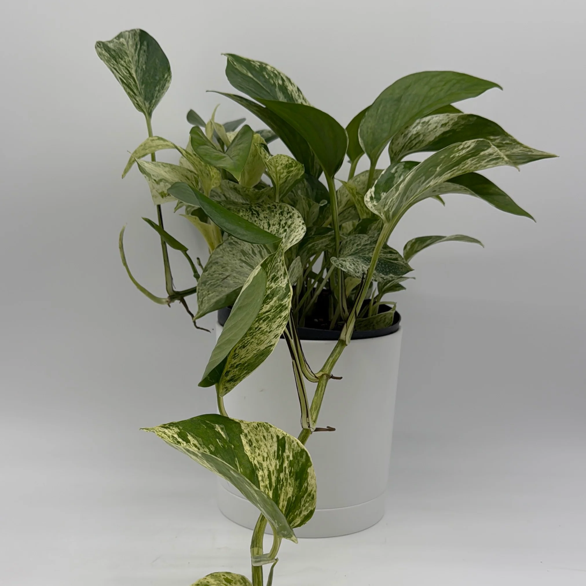 Pothos Marble Queen - Image 4