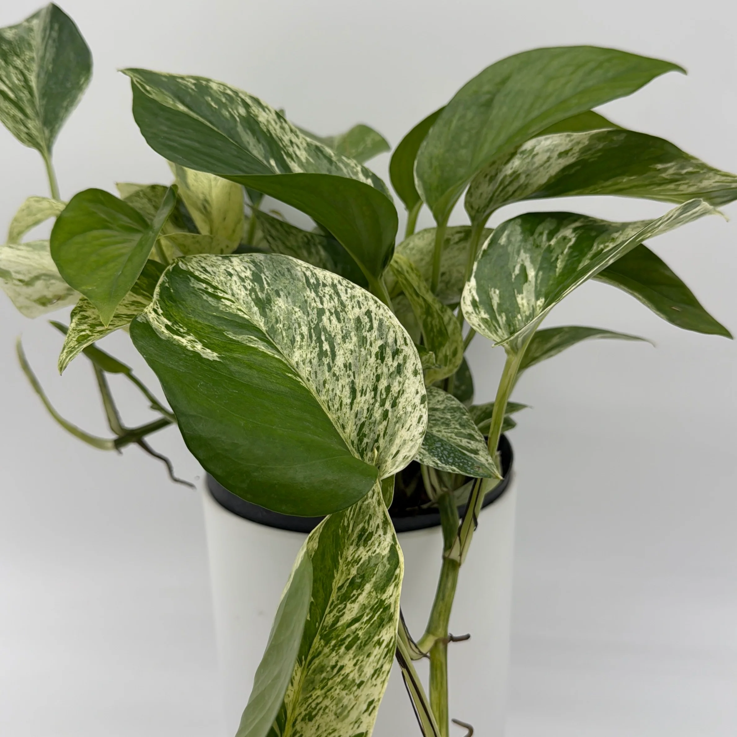 Pothos Marble Queen - Image 5