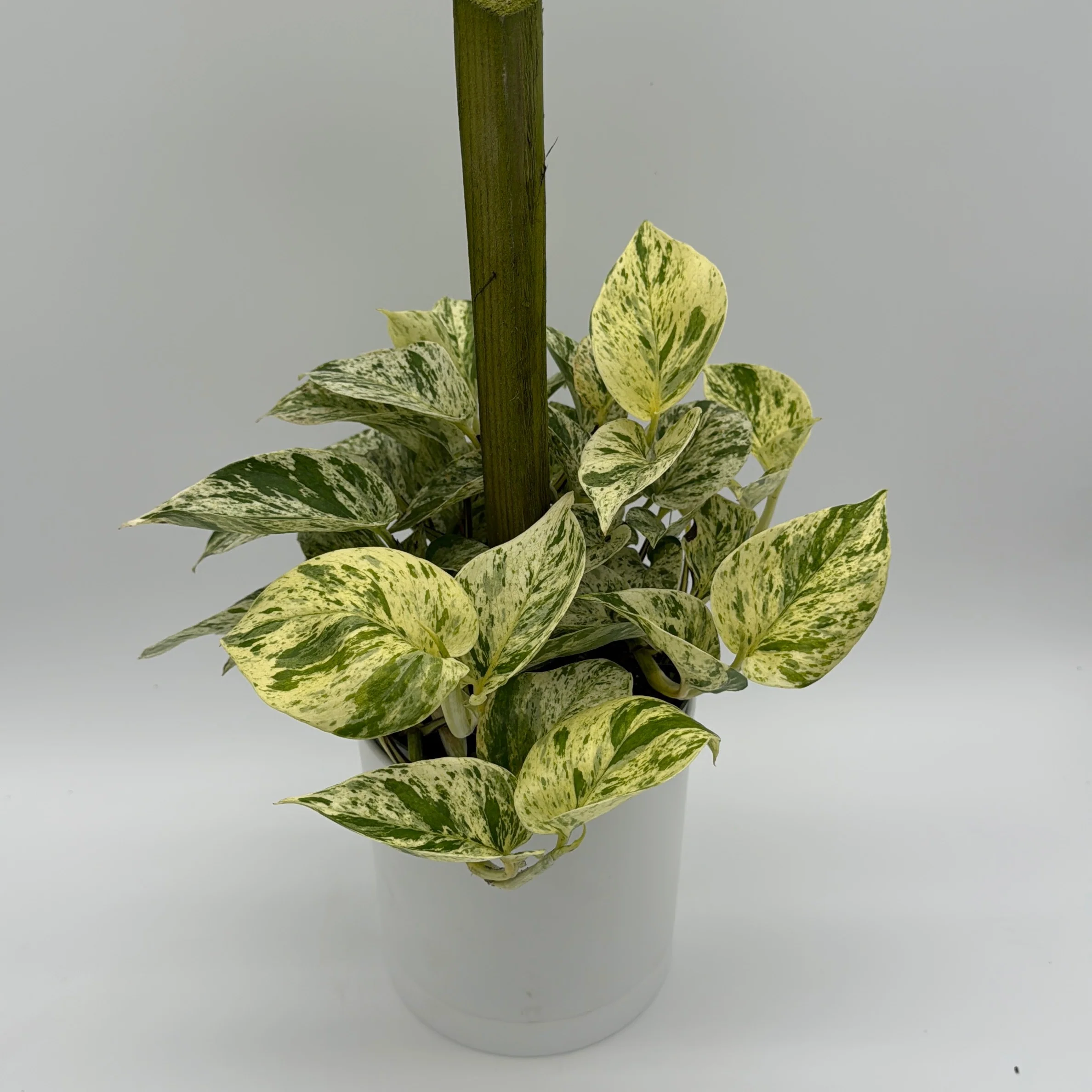 Pothos Marble Queen - Image 6