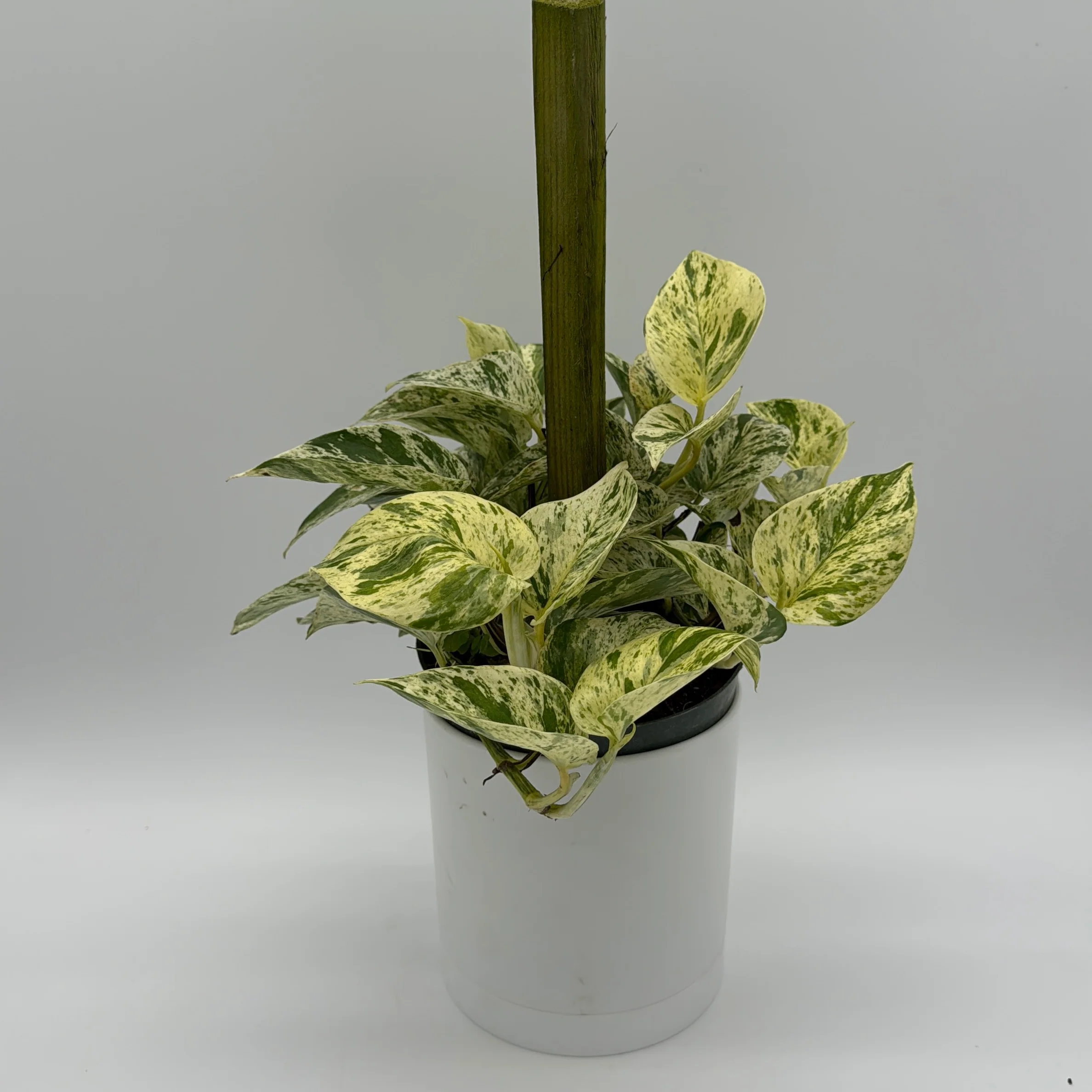 Pothos Marble Queen - Image 7