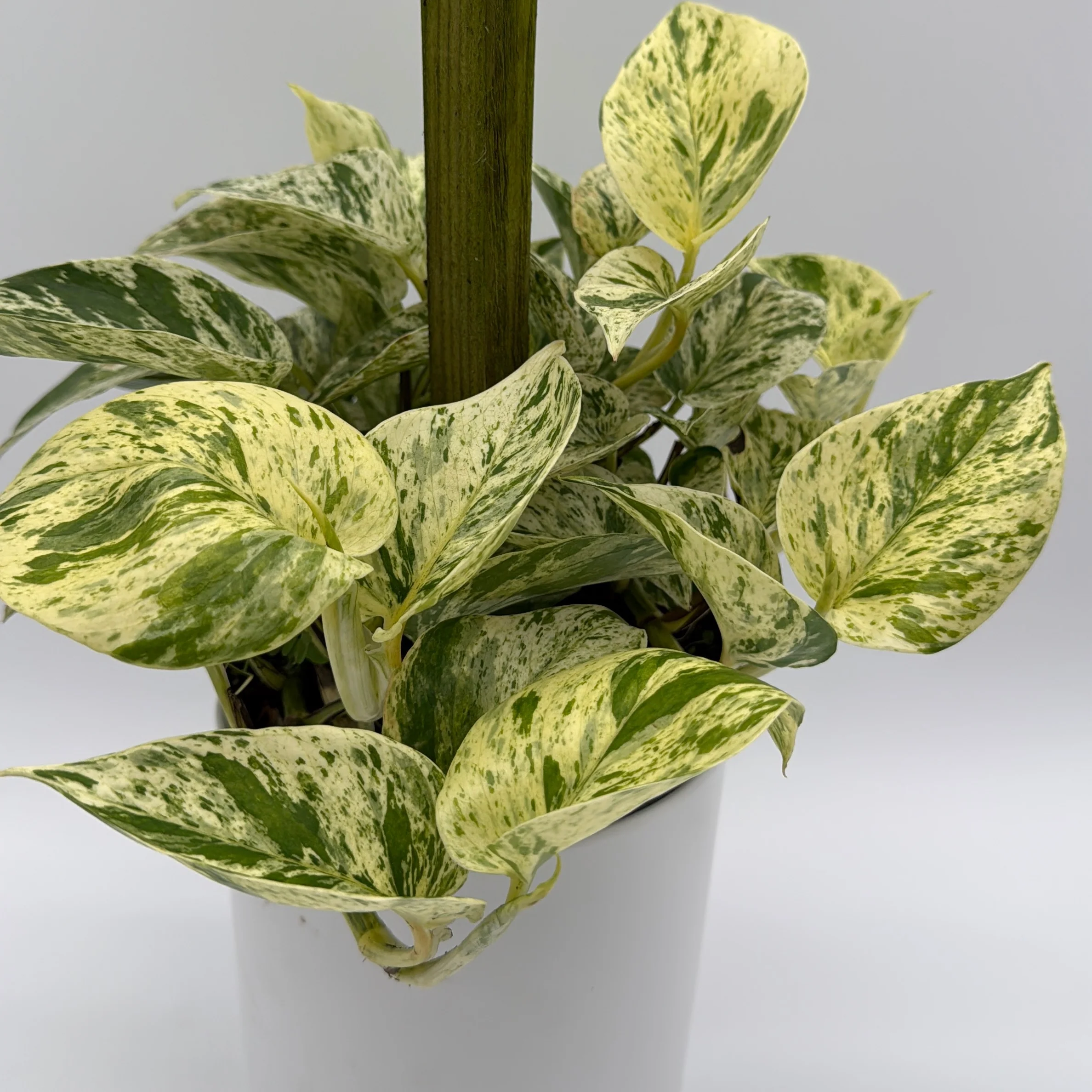 Pothos Marble Queen - Image 8