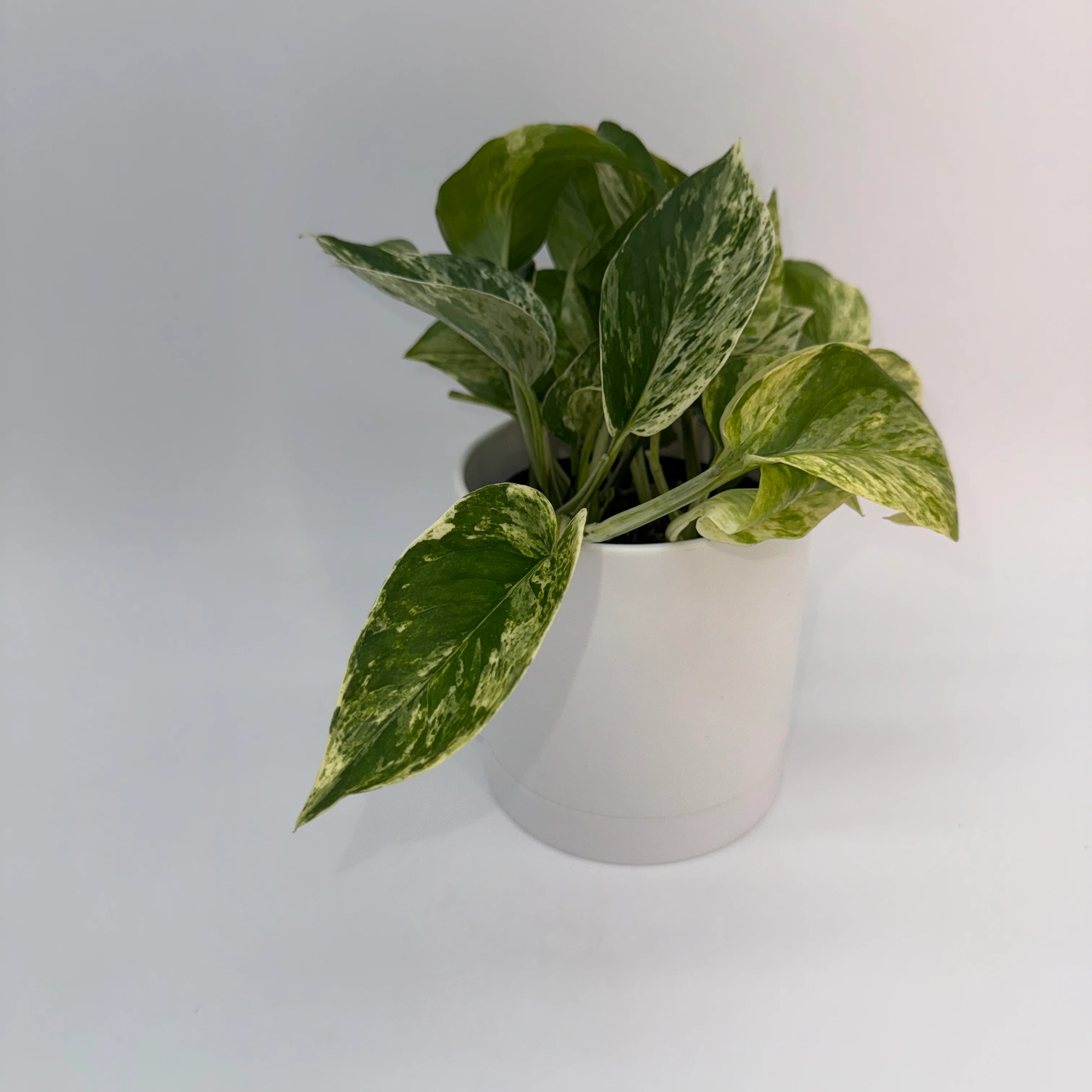 Pothos Marble Queen - Image 9