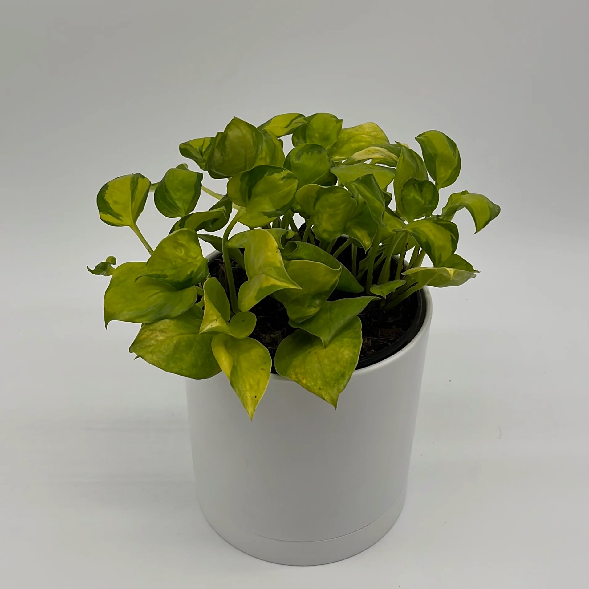 Pothos N'Joy Neon