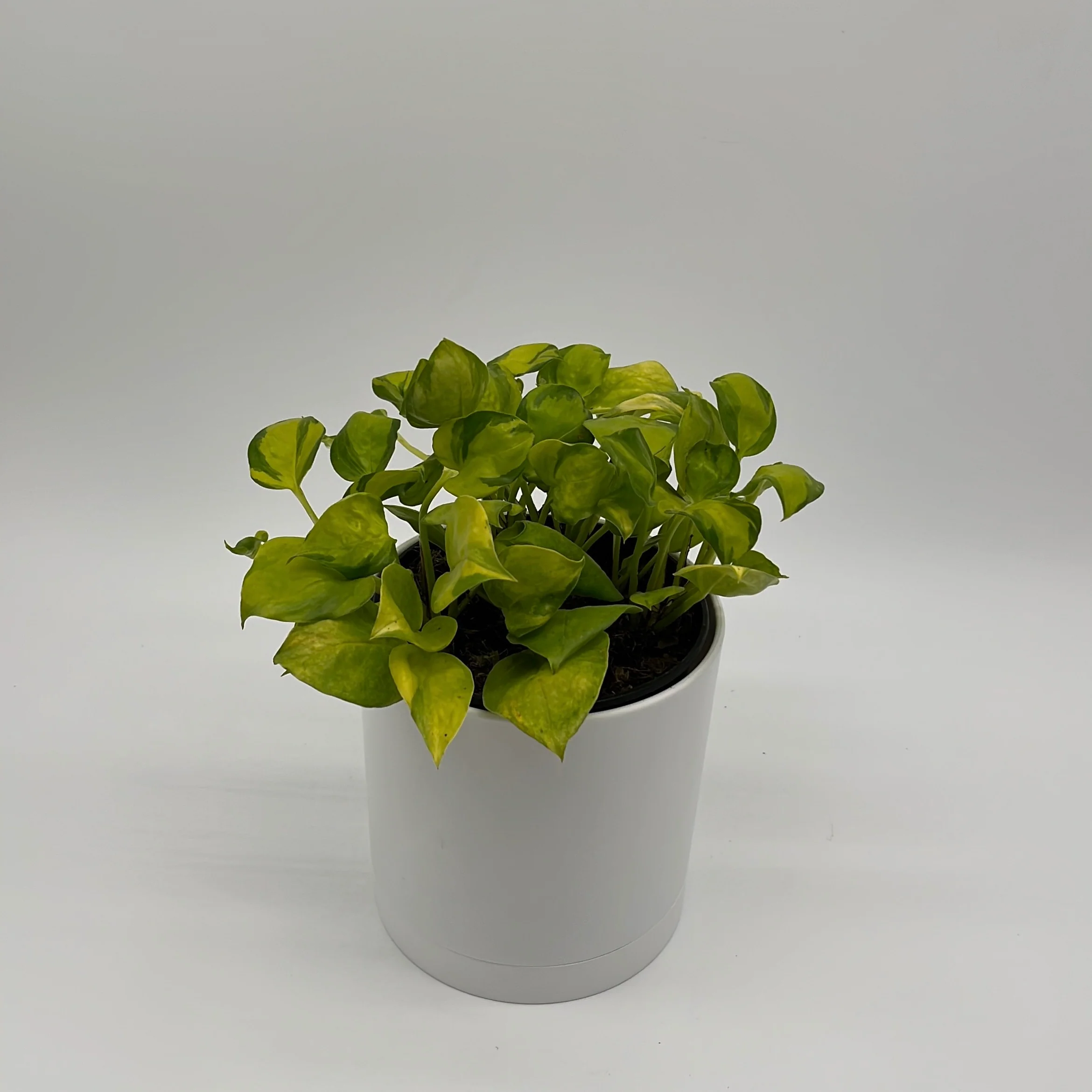 Pothos N'Joy Neon - Image 2