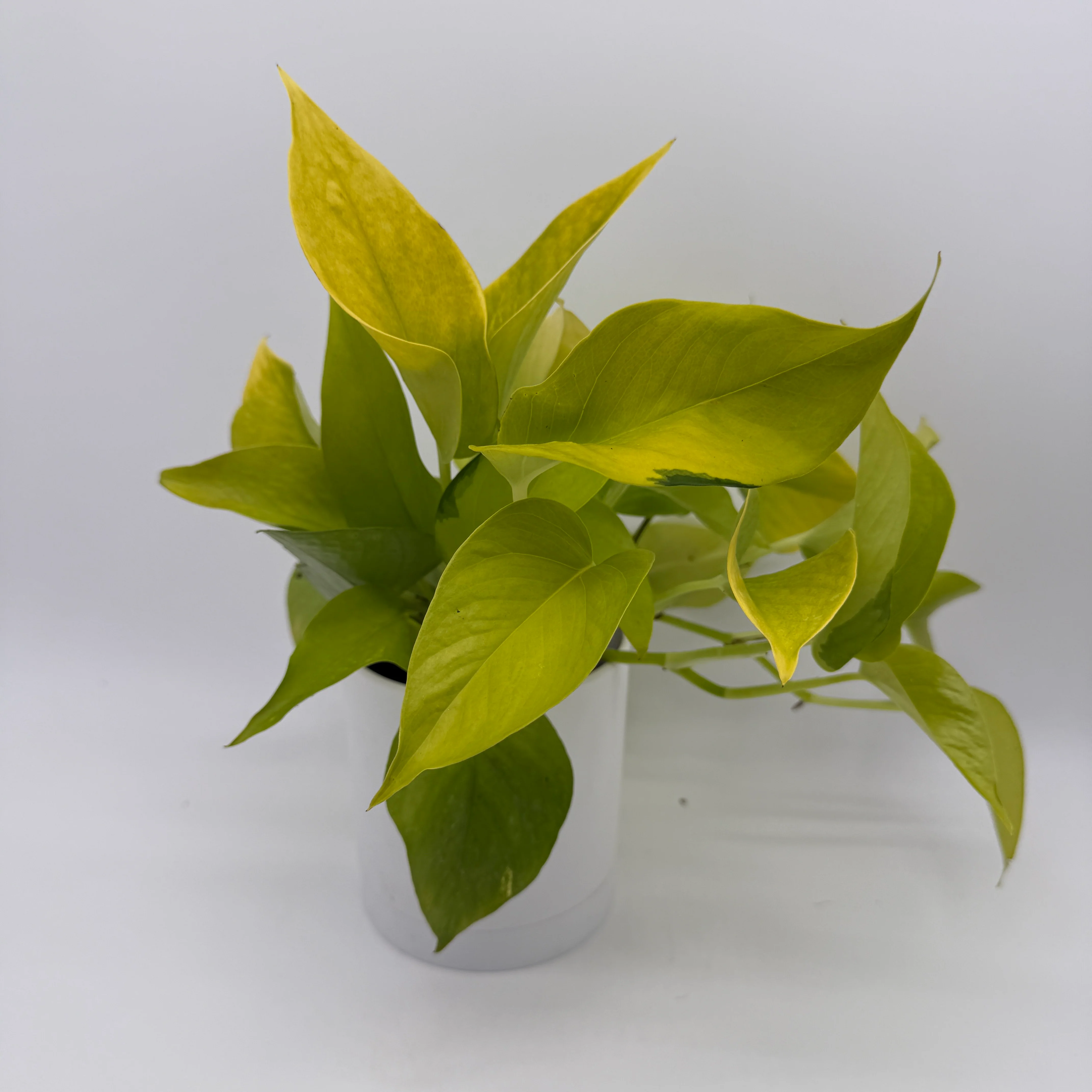 Pothos Neon - Image 3