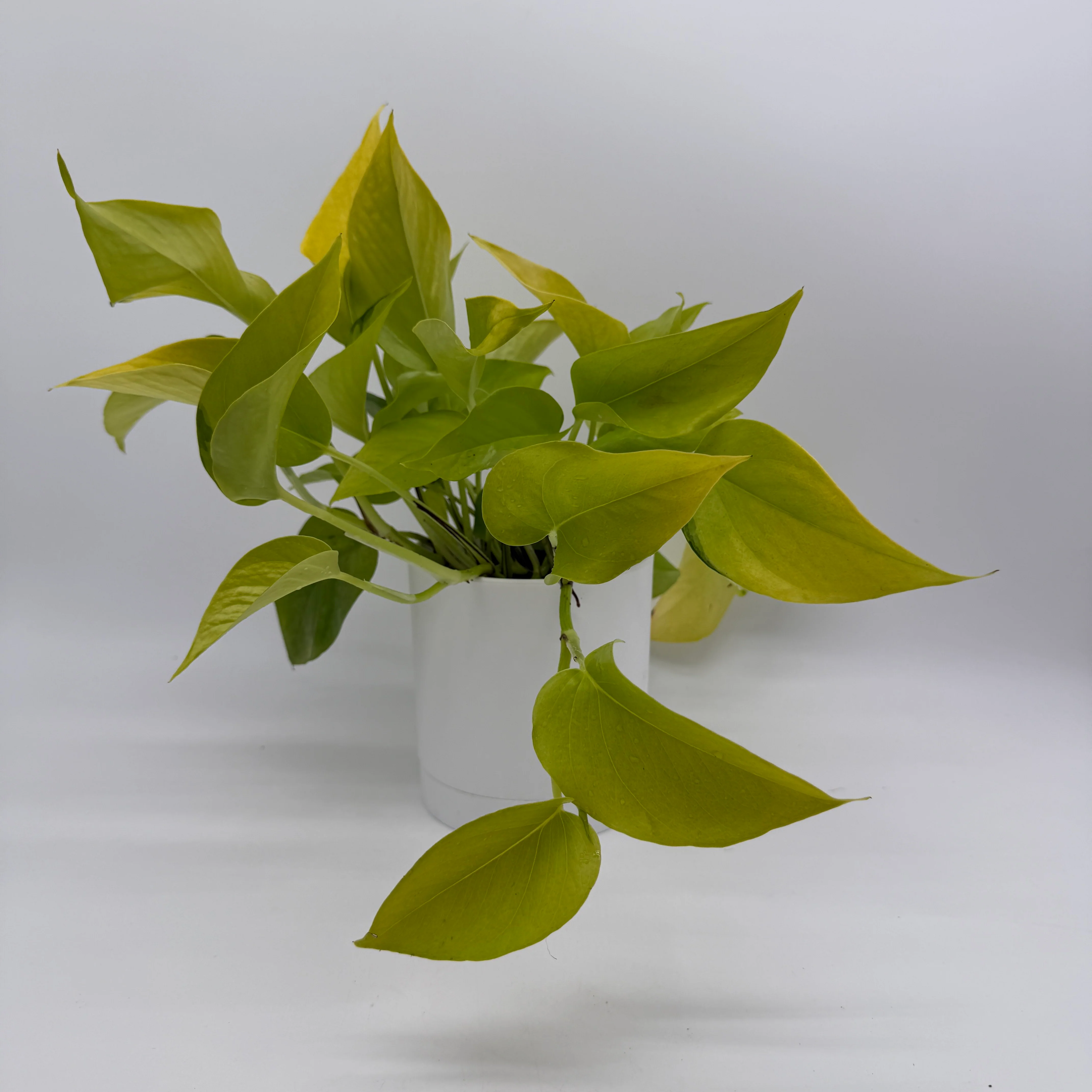 Pothos Neon - Image 4