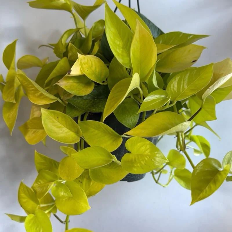 Pothos Neon - Image 5