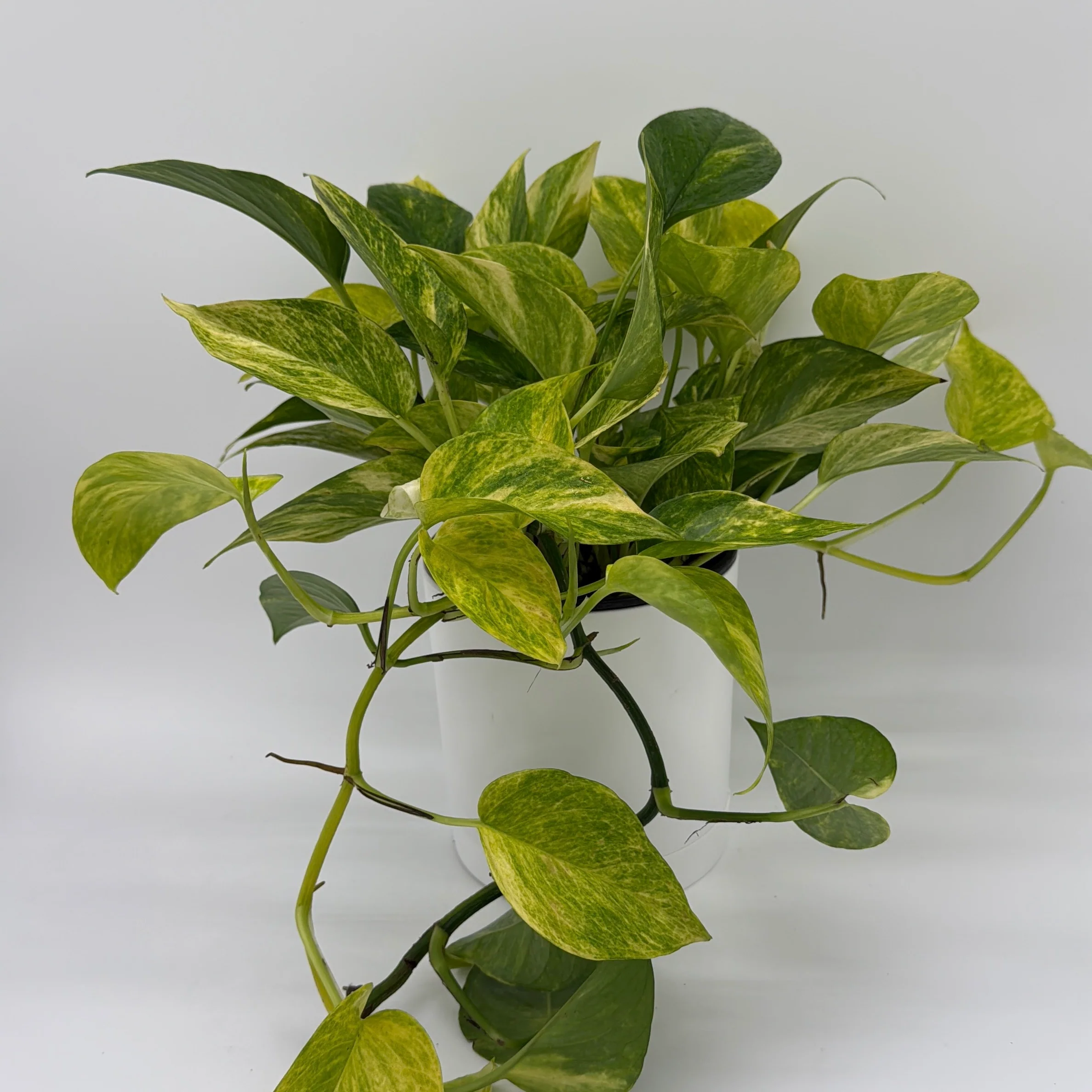 Pothos Neon Queen - Image 2