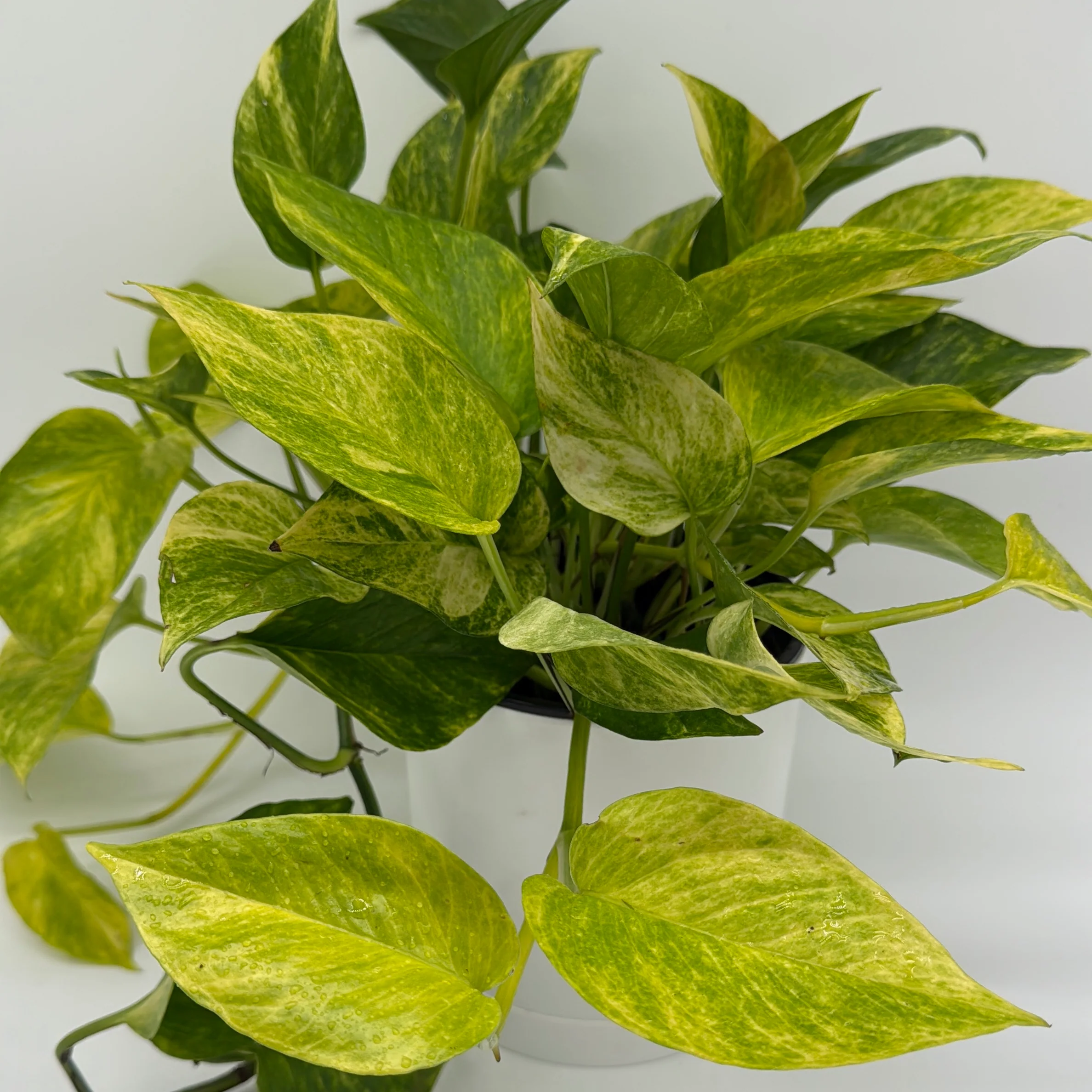 Pothos Neon Queen - Image 4