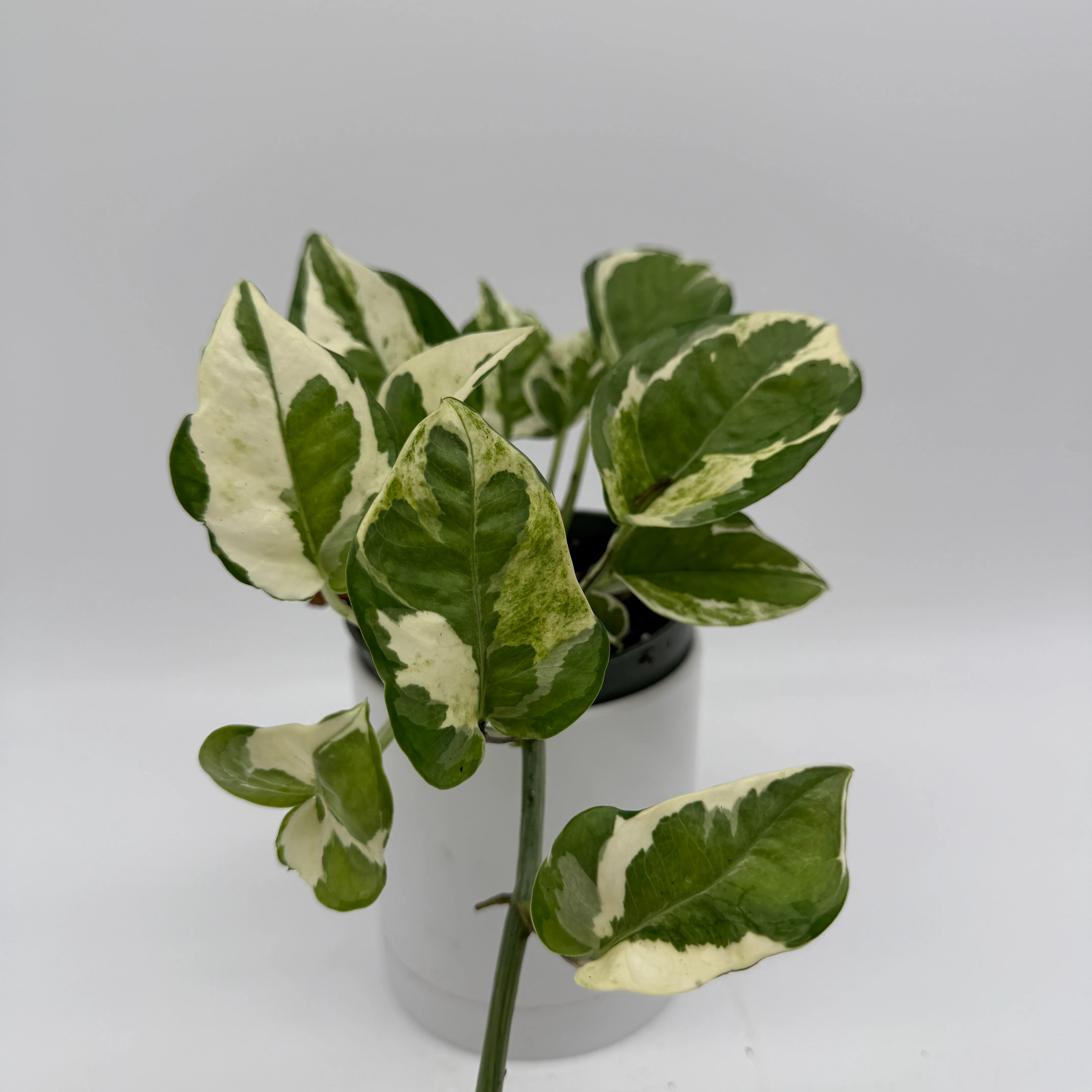 Pothos N'Joy - Image 3