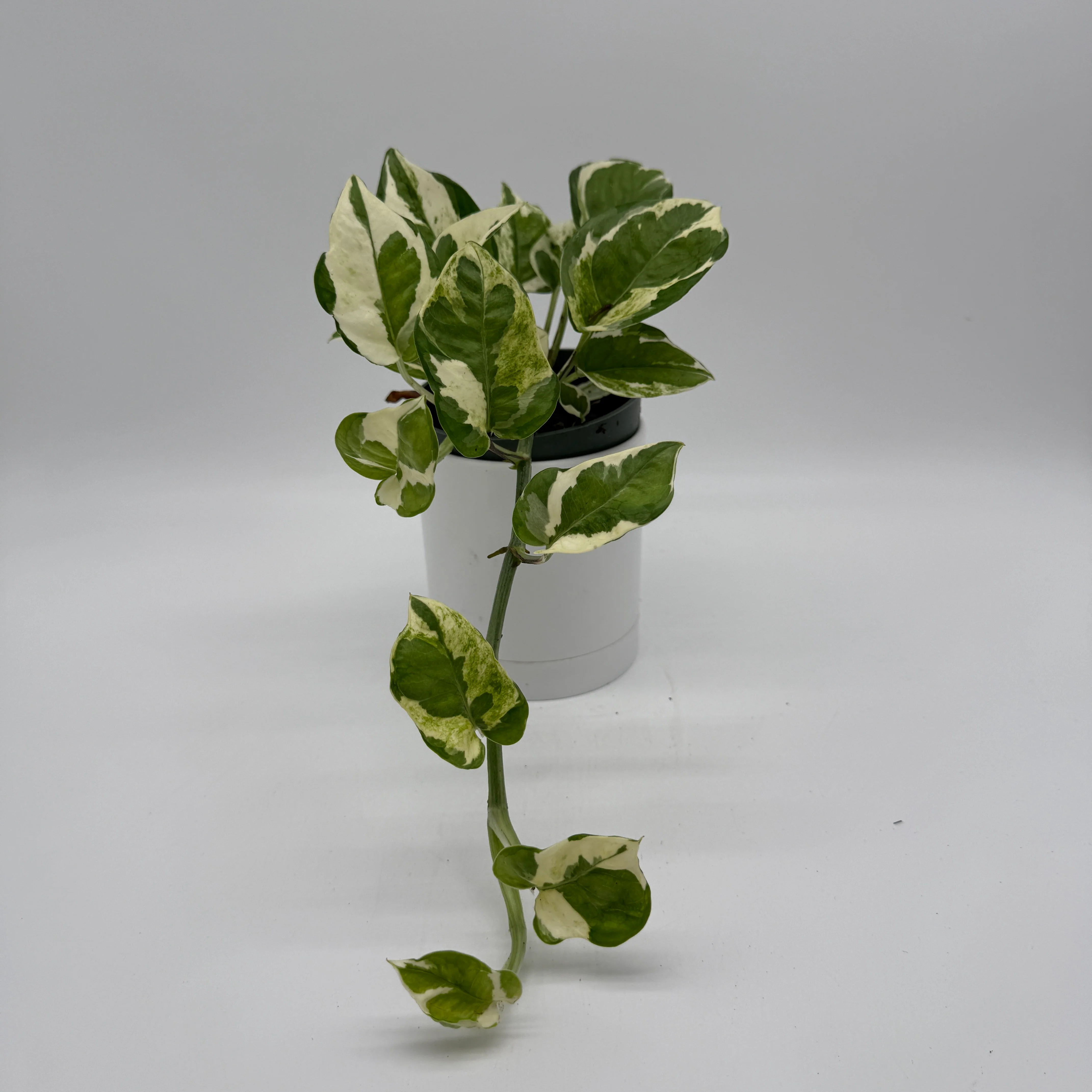 Pothos N'Joy - Image 4