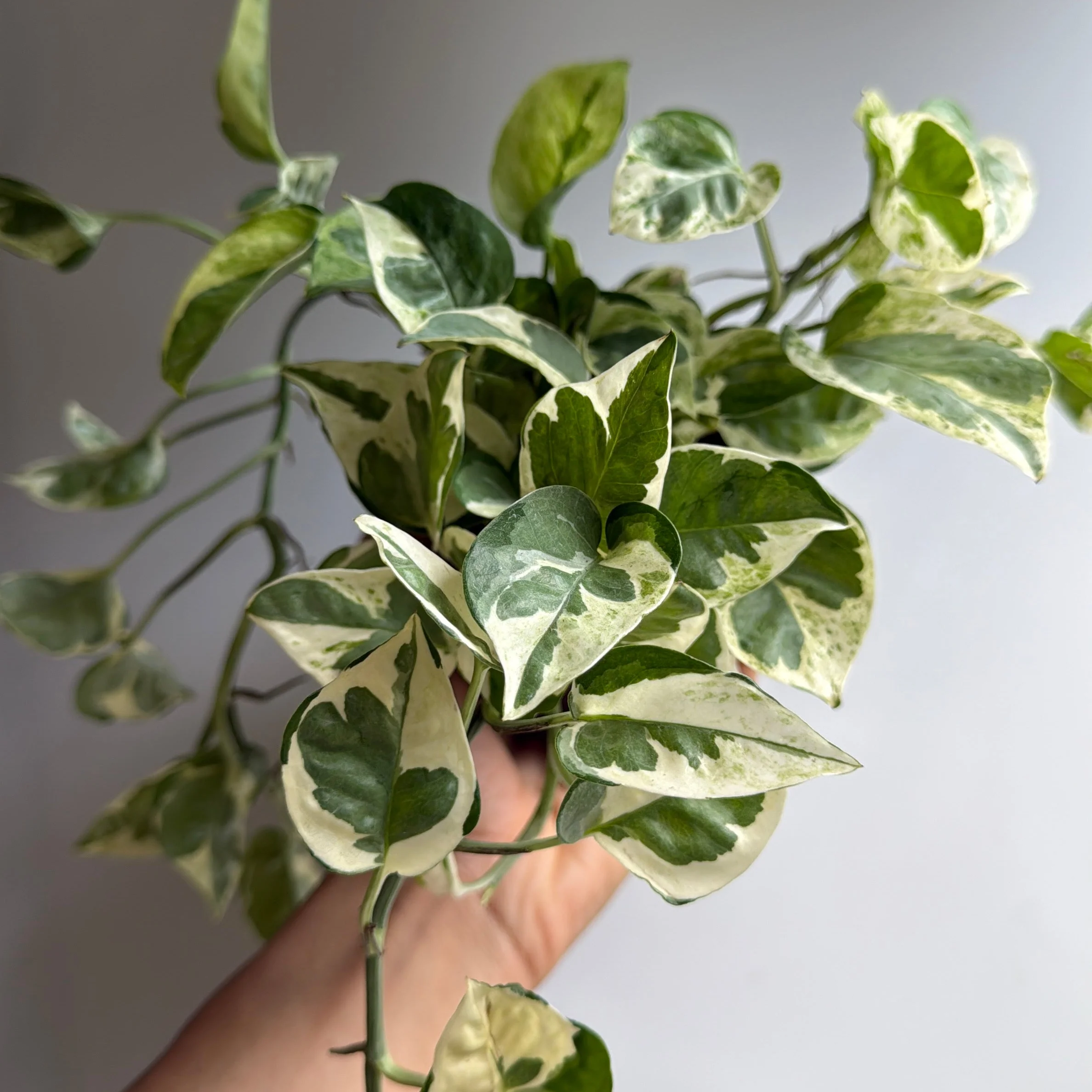 Pothos N'Joy - Image 5