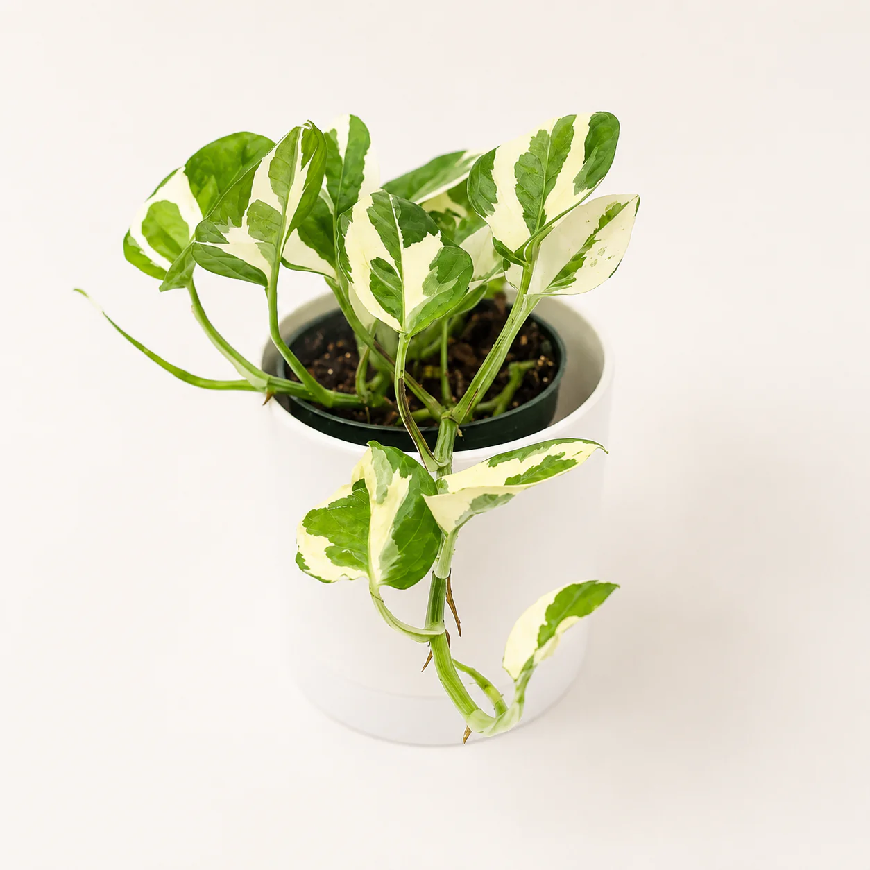 Pothos Pearls and Jade - Image 2