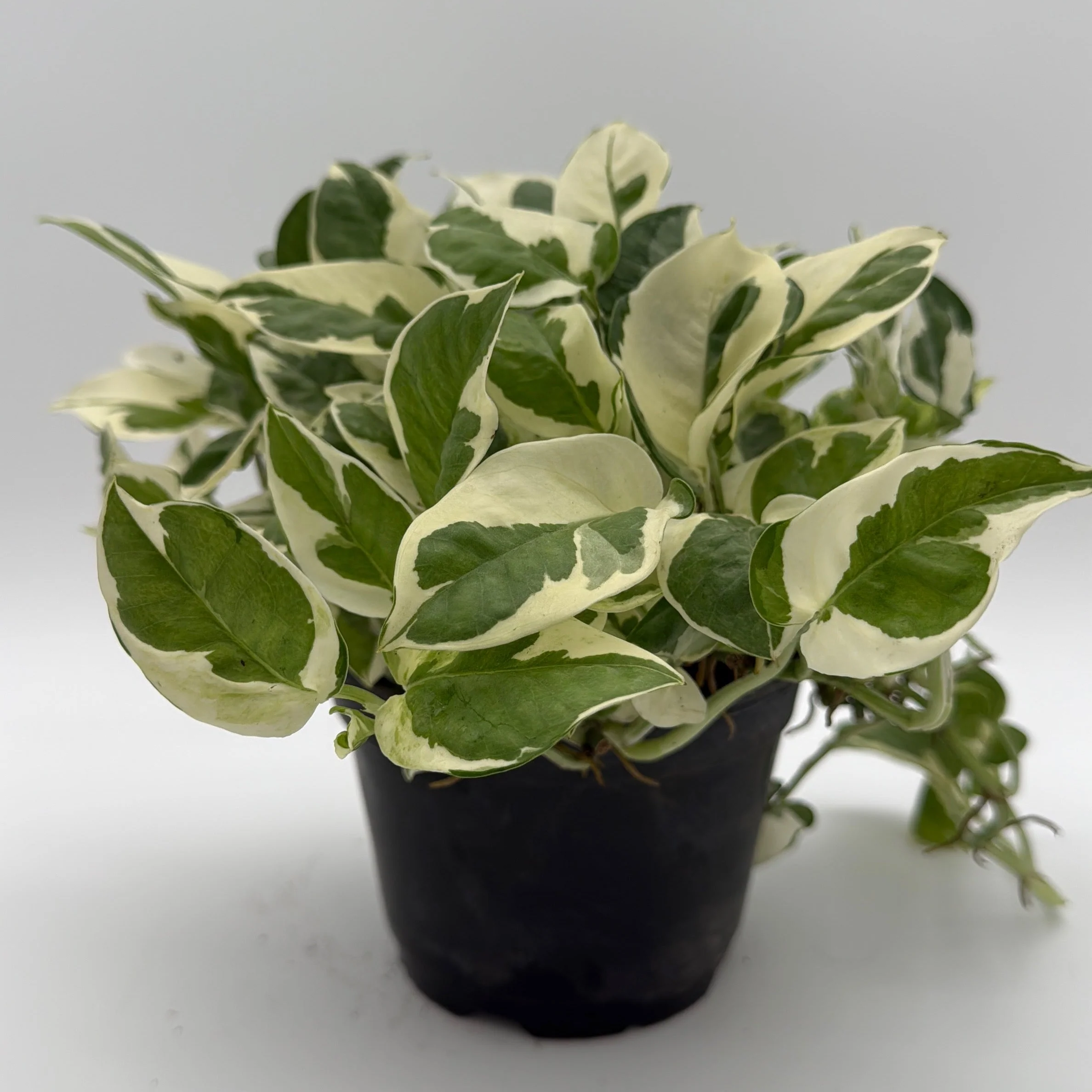 Pothos Pearls and Jade - Image 3