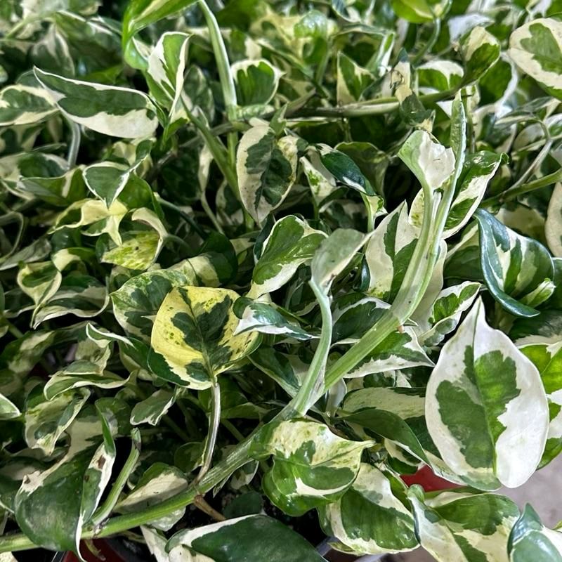 Pothos Pearls and Jade - Image 4