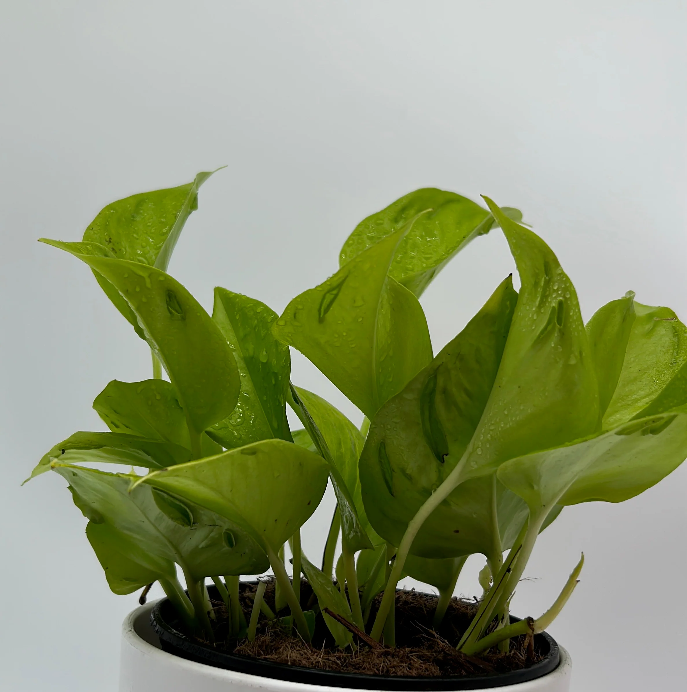Pothos 'Sao Paulo' - Image 4