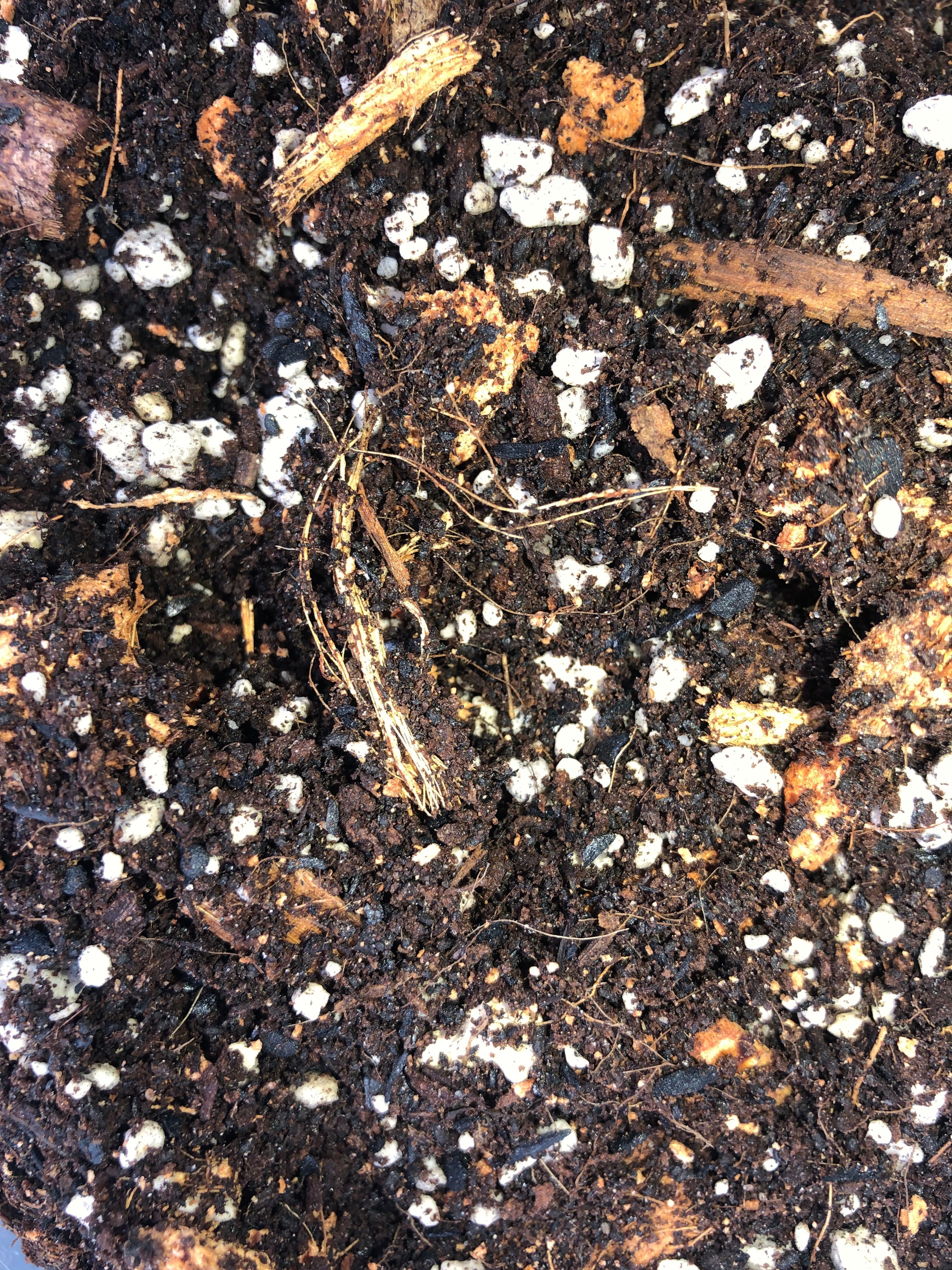 Pothos & Scindapsus Premium Potting Mix - Image 3