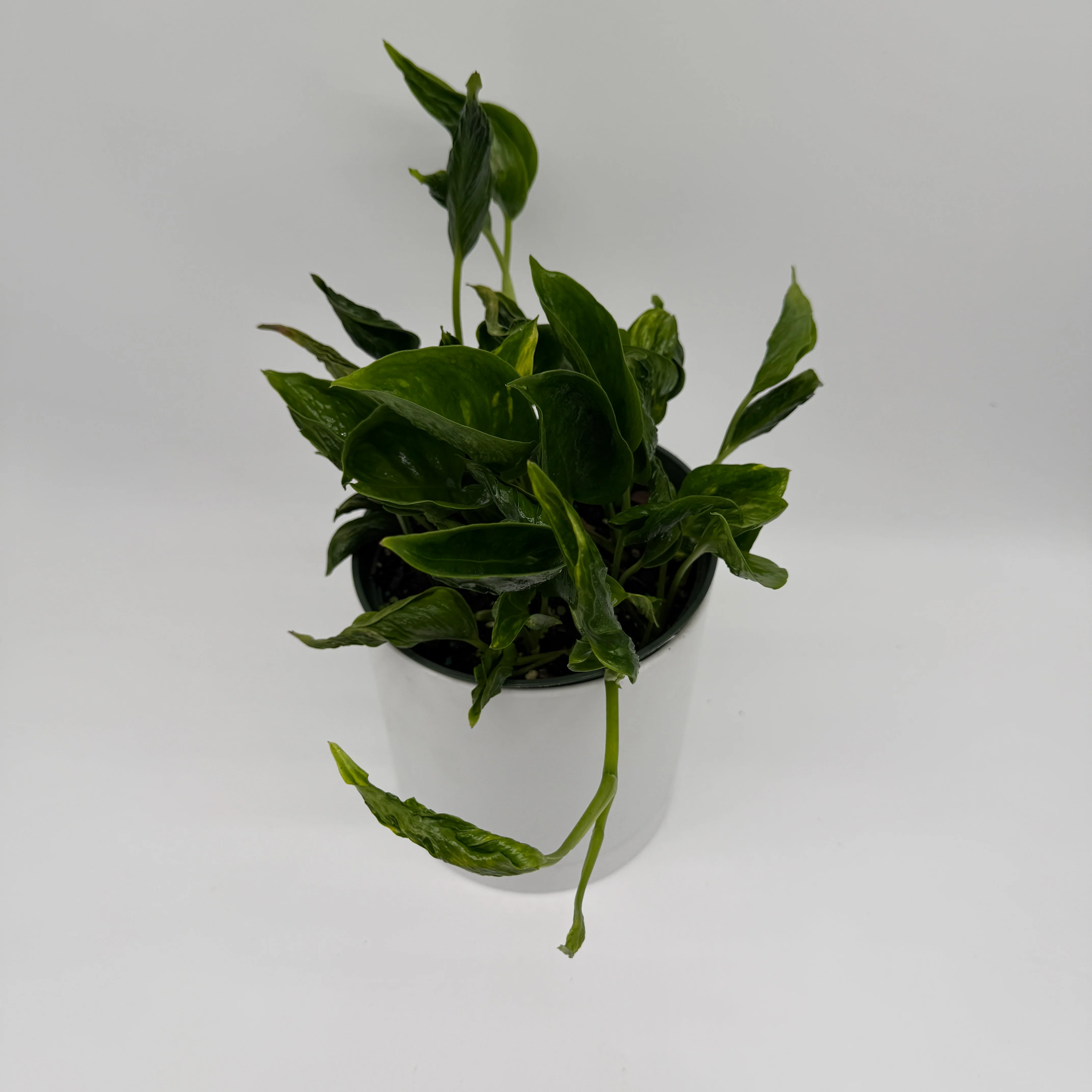 Pothos Shangri La - Image 3