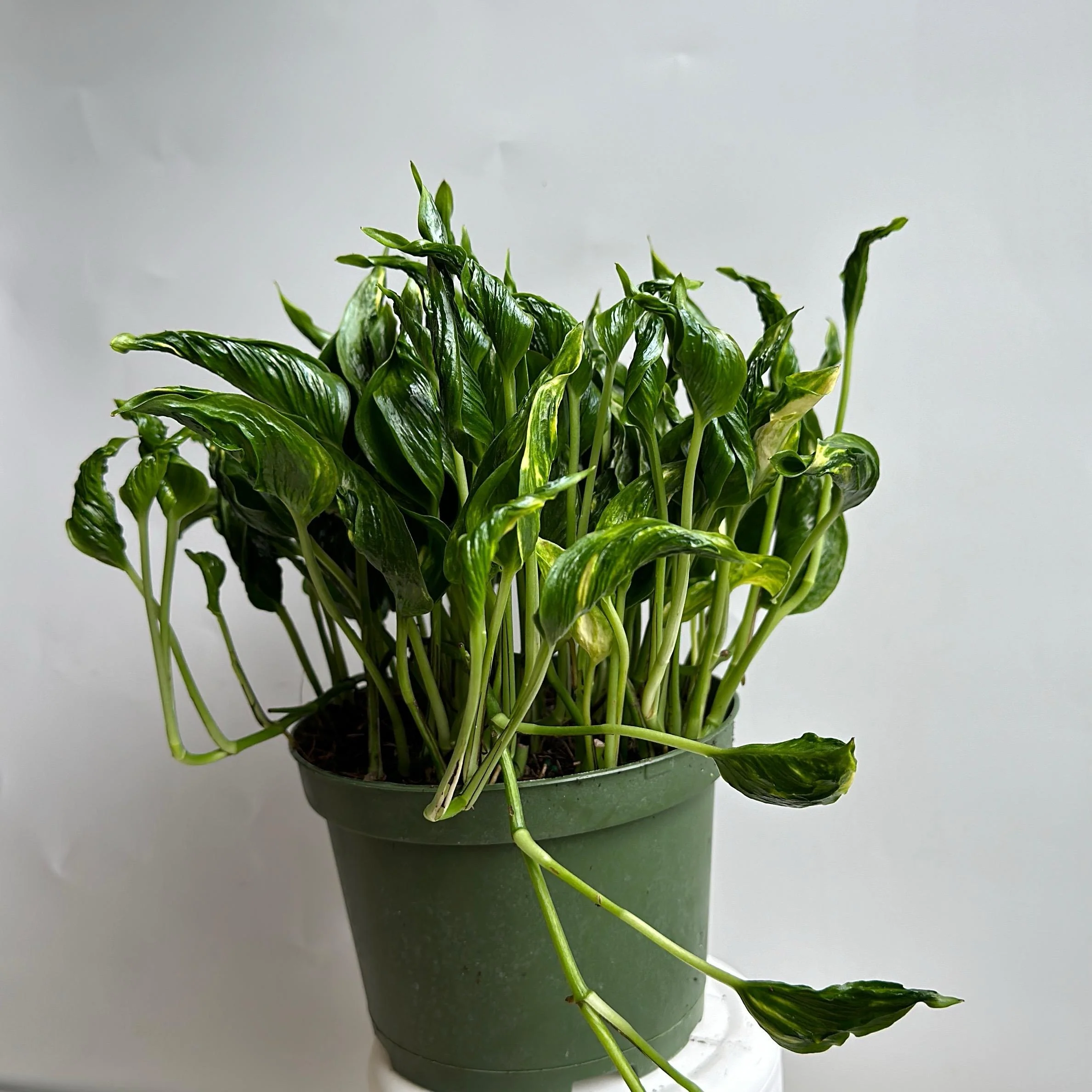 Pothos Shangri La - Image 4