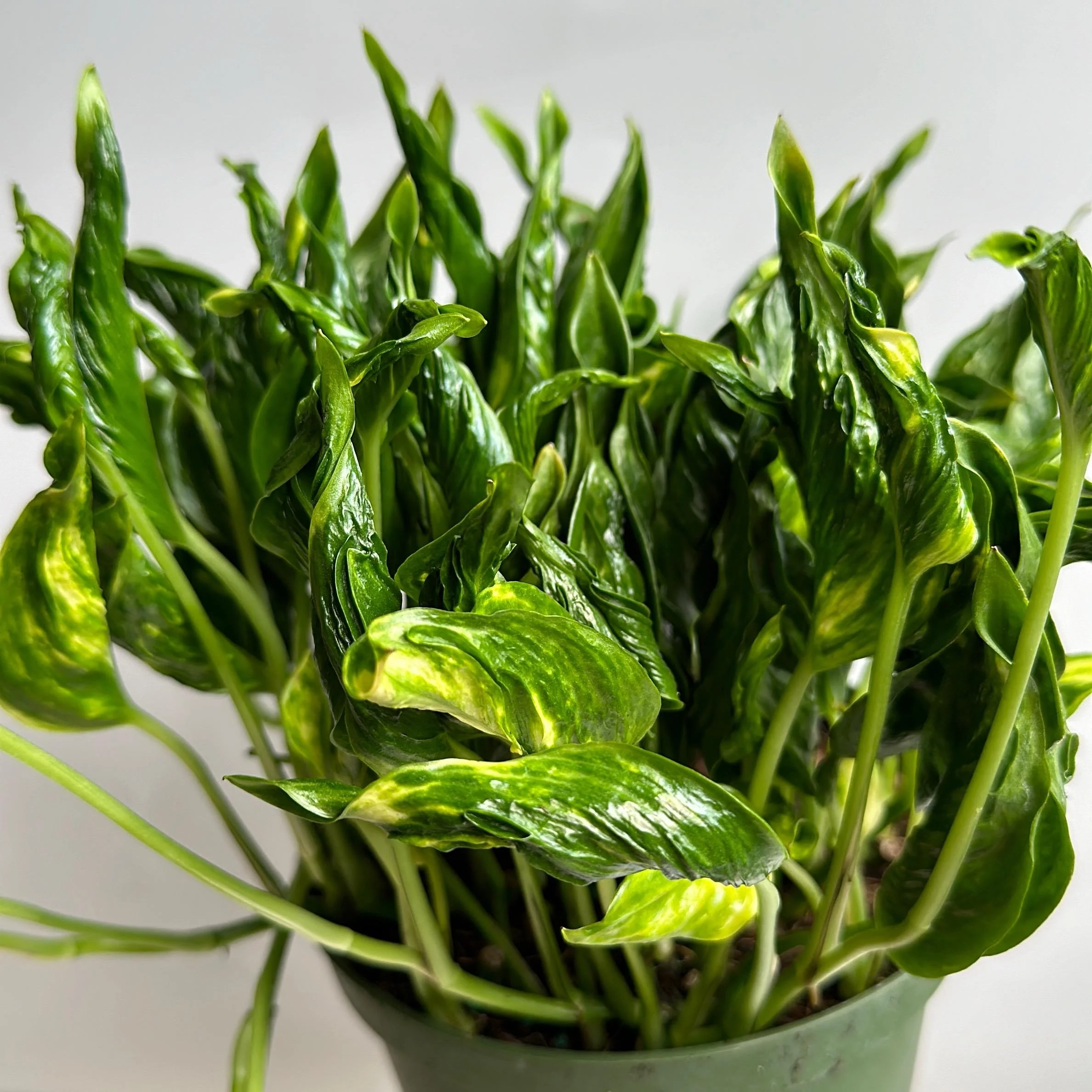 Pothos Shangri La - Image 5