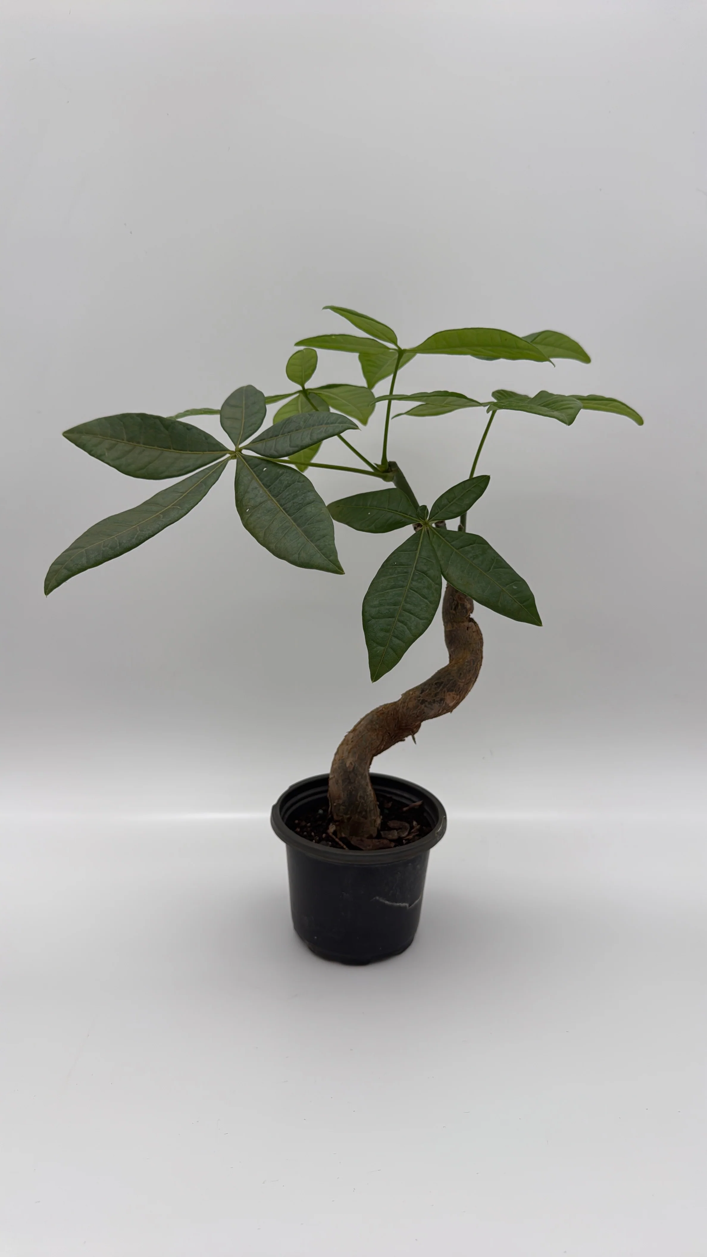 Pre Bonsai Money Tree - Image 2