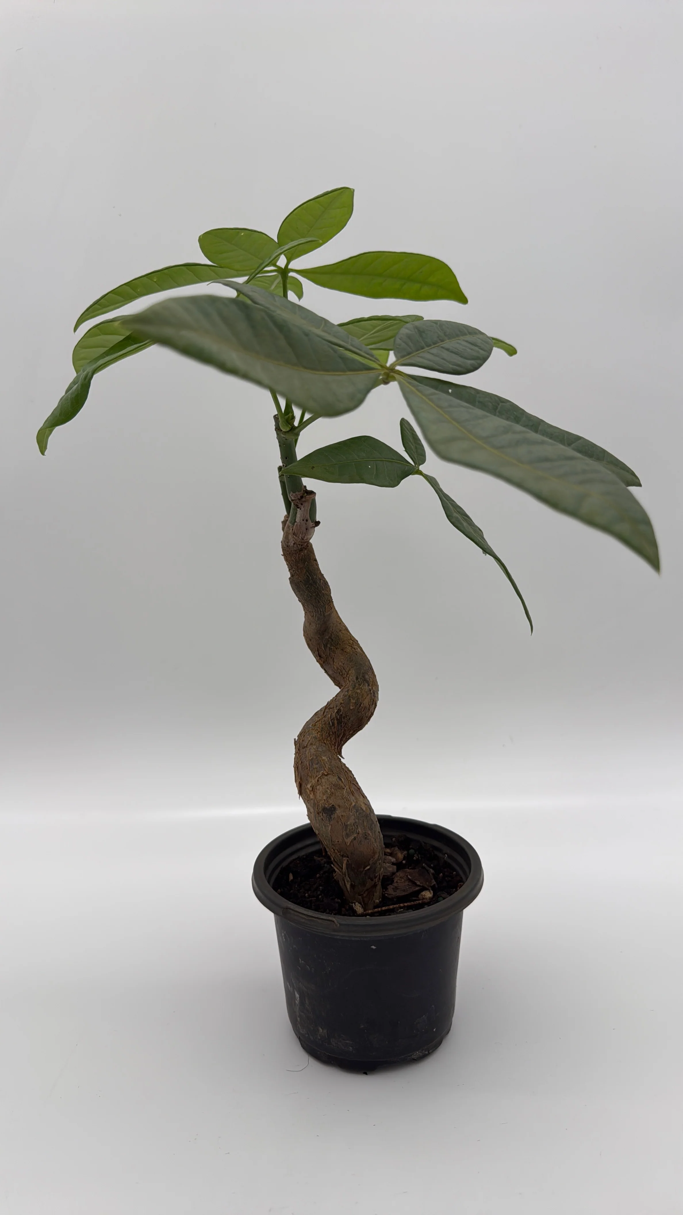 Pre Bonsai Money Tree - Image 3