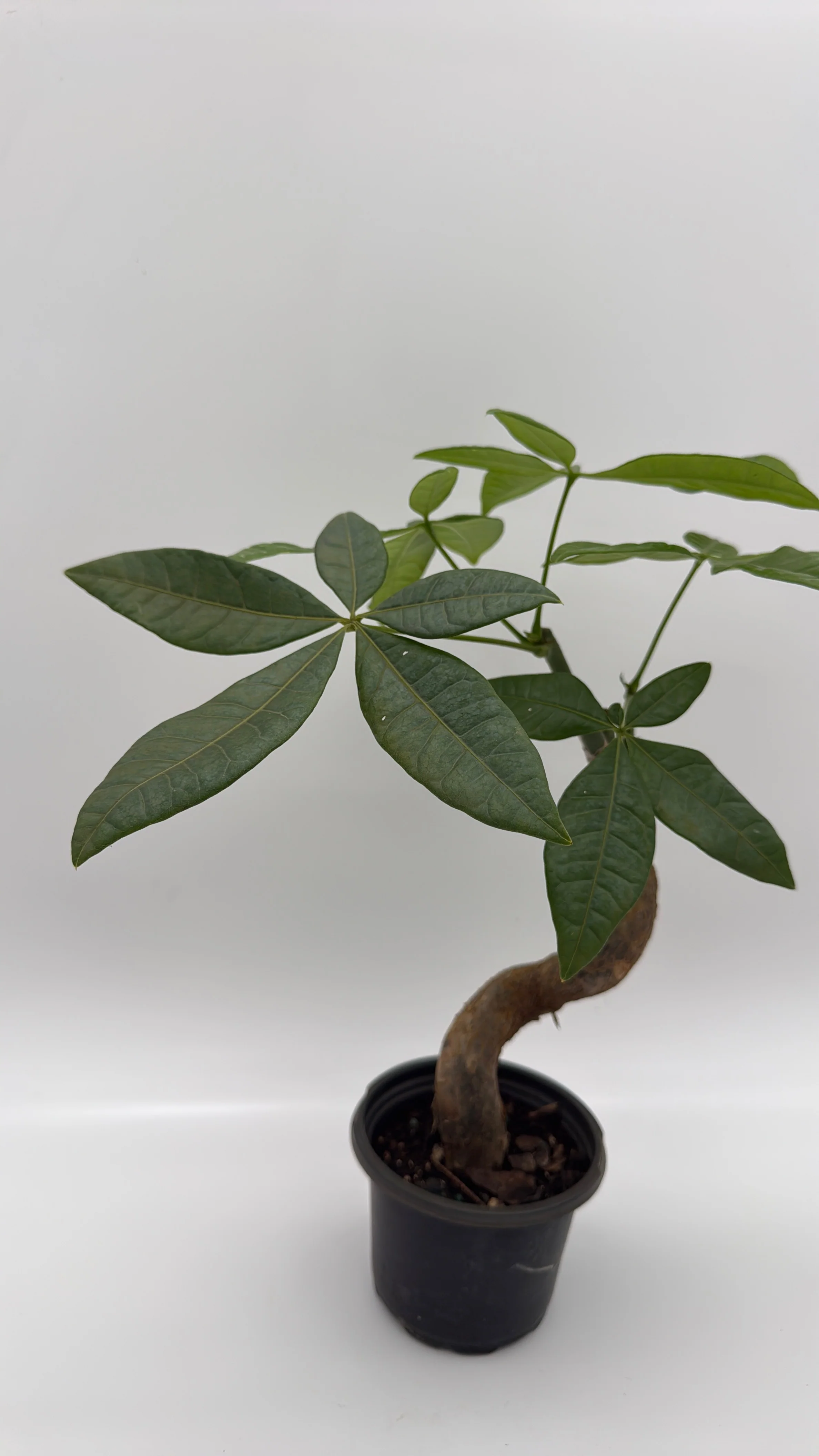 Pre Bonsai Money Tree - Image 4