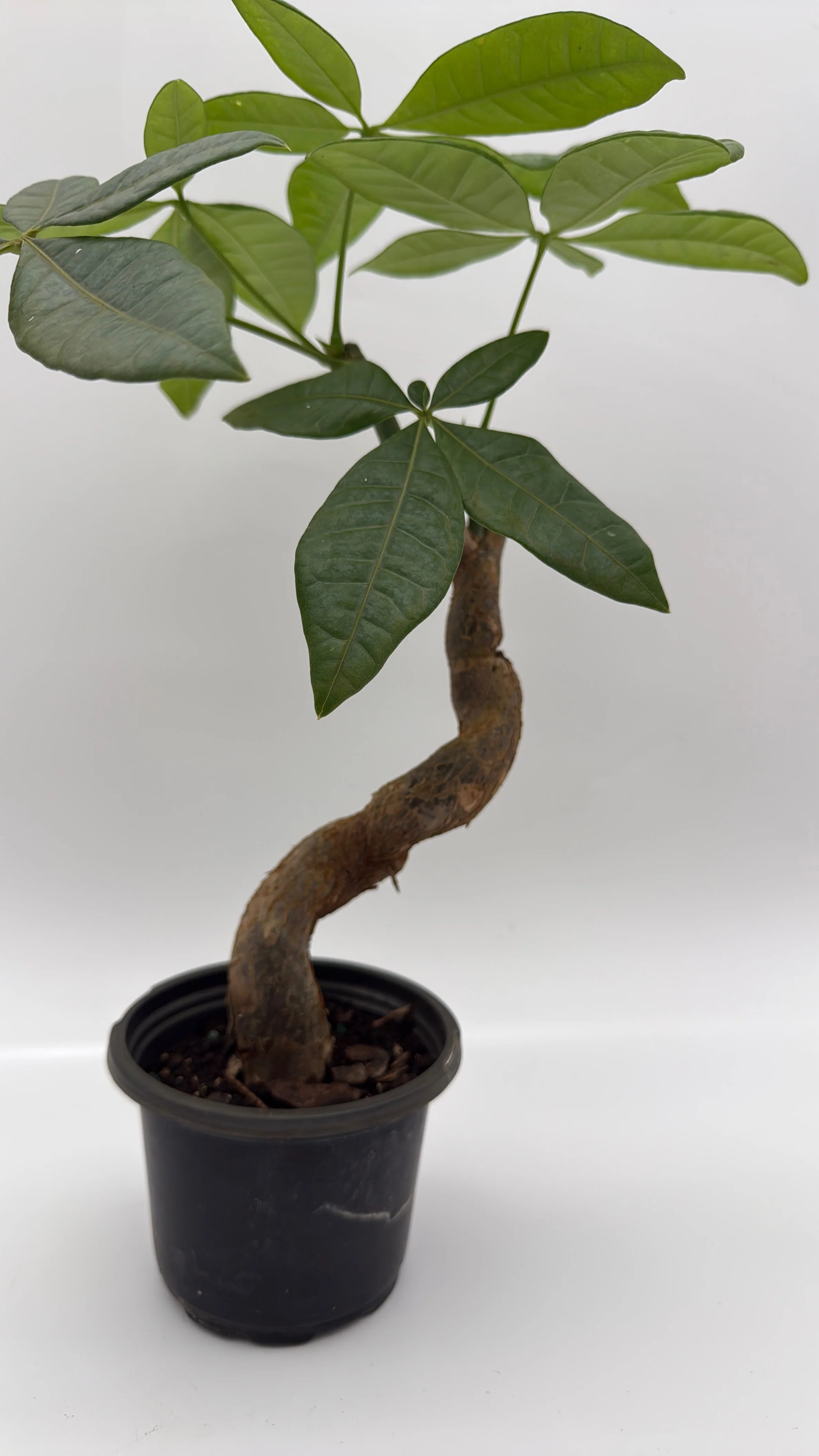 Pre Bonsai Money Tree - Image 5