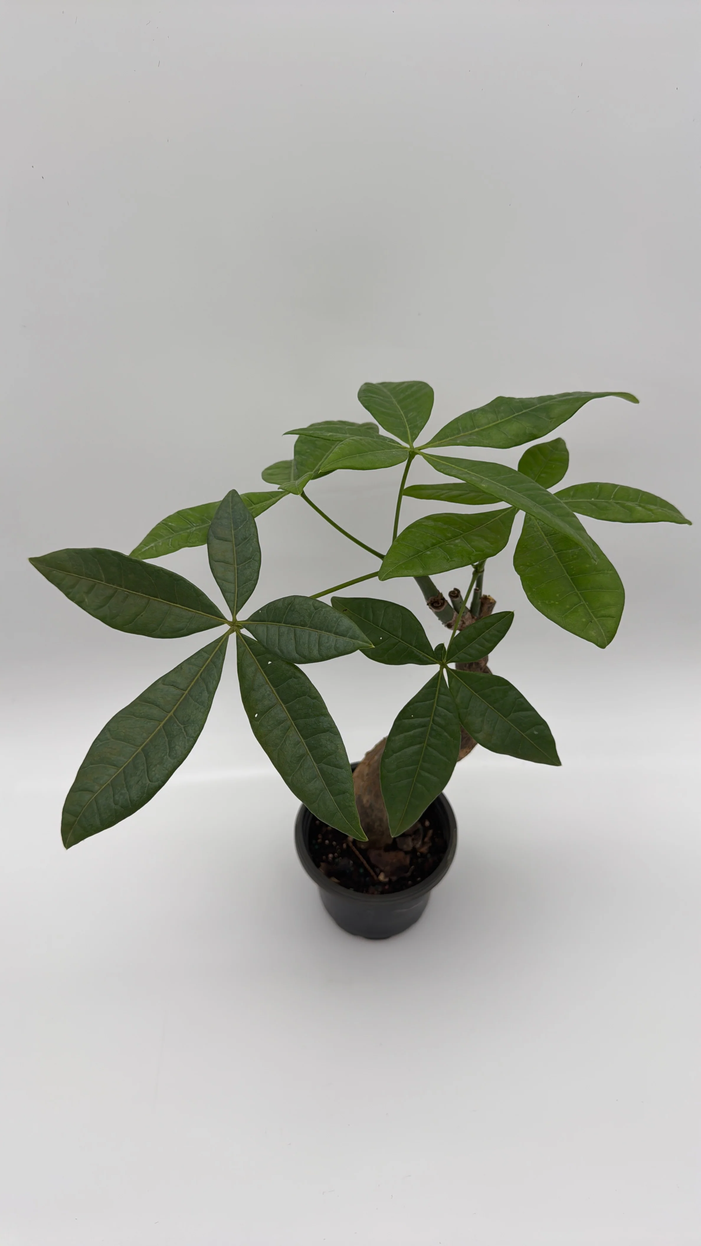 Pre Bonsai Money Tree - Image 6