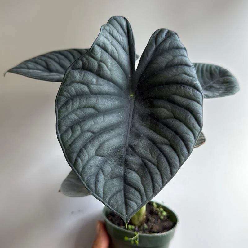 Alocasia Nebula 'Elaine'